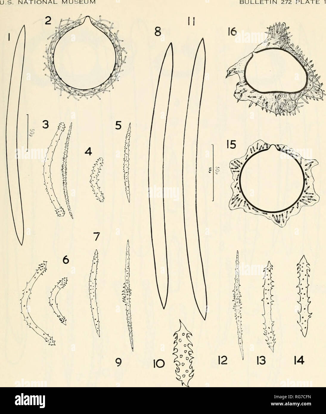 . Bollettino - Stati Uniti Museo Nazionale. La scienza. Bollettino 272 piastra 1. Le figure 1-16-1, Megasclere, Spongilla alba; 2, gemmule, S. alba, ottico sez.; 3, gemma- mosclere e microsclere, S. alba; 4, gemmosclere, S. lacustris; 5, microsclere, S. lacustris; 6, gemmoscleres, S. helvetica; 7, microsclere, S. helvetica; 8, megasclere, S. cenota; 9, microsclere, S. cenota; 10, gemmosclere, .S. cenota; 11, megasclere, S. wagneri; 12, micro- sclere, S. wagneri; 13, 14, gemmoscleres, S. wagneri; 15, gemmule, S. wagneri, ottico sez.; 16, gemmulc, S. cenota, ottico sez.. Si prega di notare che queste imag Foto Stock