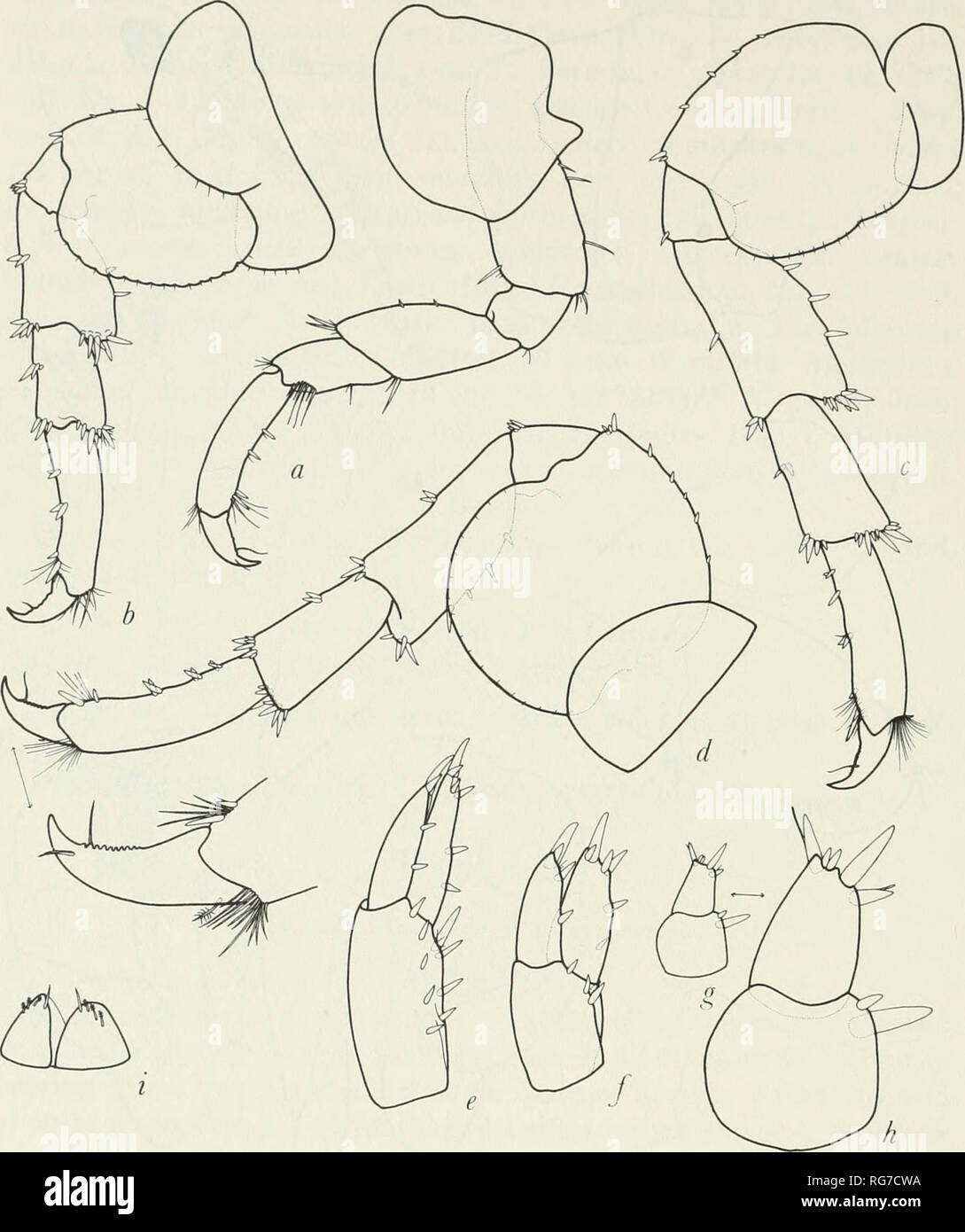 . Bollettino - Stati Uniti Museo Nazionale. La scienza. 132 U.S. Museo Nazionale bollettino 25 8. Figura 26.-Allorchestes anceps, nuove specie, holotype, maschio, 8.0 mm., stazione 42-T-5: a,b,c,d, pereopods 2, 3, 4, 5; e,f,g,h, uropods 1, 2, 3, 3; i, telson. una grande interna seta e avente bordo interno di dactyl minutamente castel- tardi; articolo 5 di pereopods 1-5 molto più breve rispetto a quello dell'articolo 6; articolo 2 di pereopod 5 quasi circolare e non è fortemente contrastata dal secondo gli articoli di pereopods 3-4; tutti pereopods con semplici e ben sviluppato per colonna vertebrale distale sull'articolo 6; pleonal epimeron 2 leggermente sporgente al pos Foto Stock