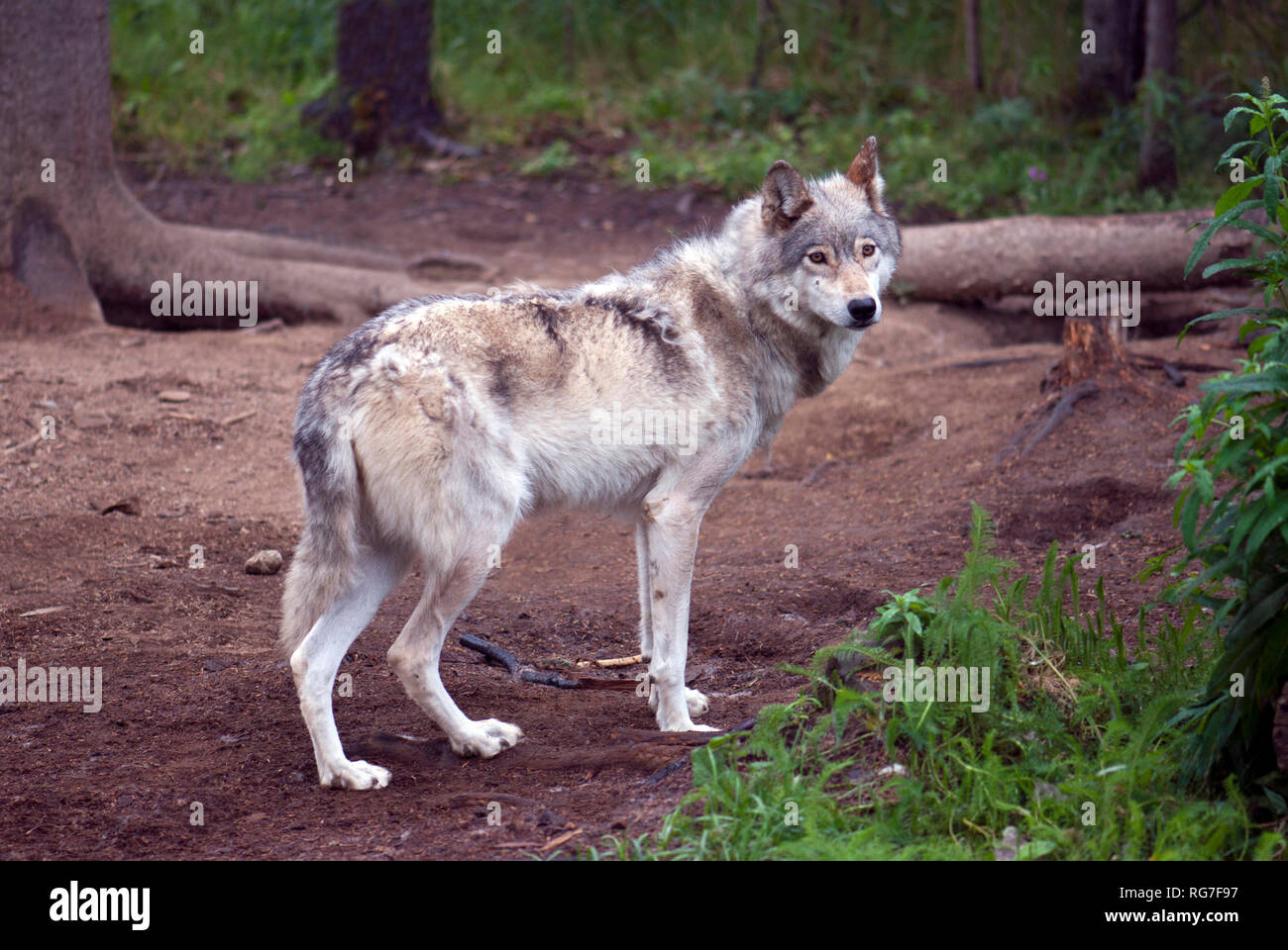 Interior Alaskan wolf Foto Stock