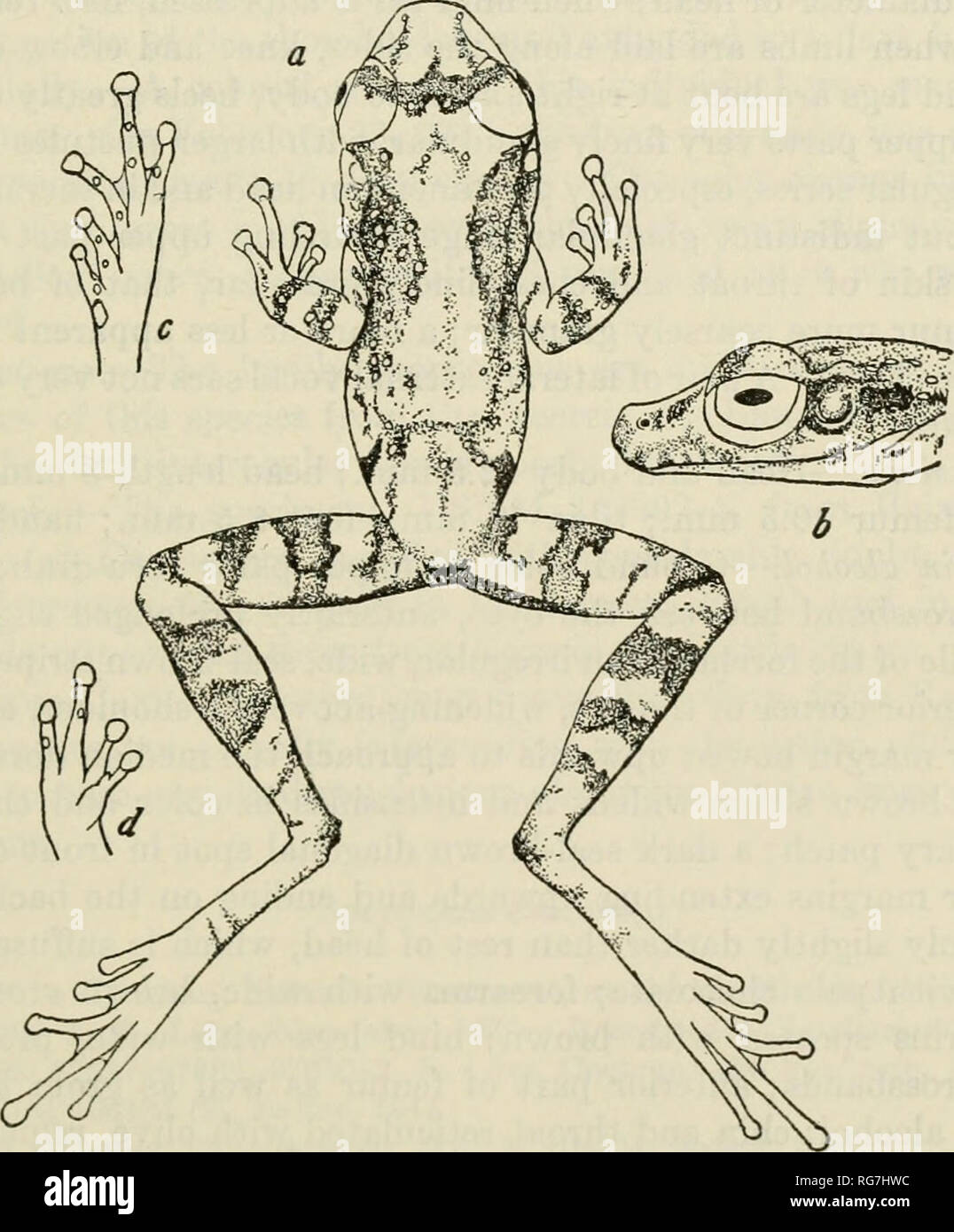 . Bollettino - Stati Uniti Museo Nazionale. La scienza. Le rane del Brasile sudorientale-COCHRAN 145 campioni esaminati BRASILE: M1Na8 Geraib: Lag6a fare Curralhino, vicino a Lassance, USNM 98128-9, Cochran, Dias e Venancio, Marzo 21, 1935. Pirapora, USNM 98251-8, Cochran, Dias e Venancio, Marzo 22, 1935. Sao Paulo: Alto da Serra, USNM 102299. Pinheiros, USNM 97208-11, Fischer. Raiz da Serra, MP 505. Ribeirao Pires, USNM 102298. SSo Paulo, USNM 102300. BOLIVIA: Buena Vista, USNM 84359-60, 101440-1, e MZUM 67461 (23) (paratypes di H. parkeri), Steinbach. Hyla perpusilla Liitz e Lutz figura 16 1939. H Foto Stock