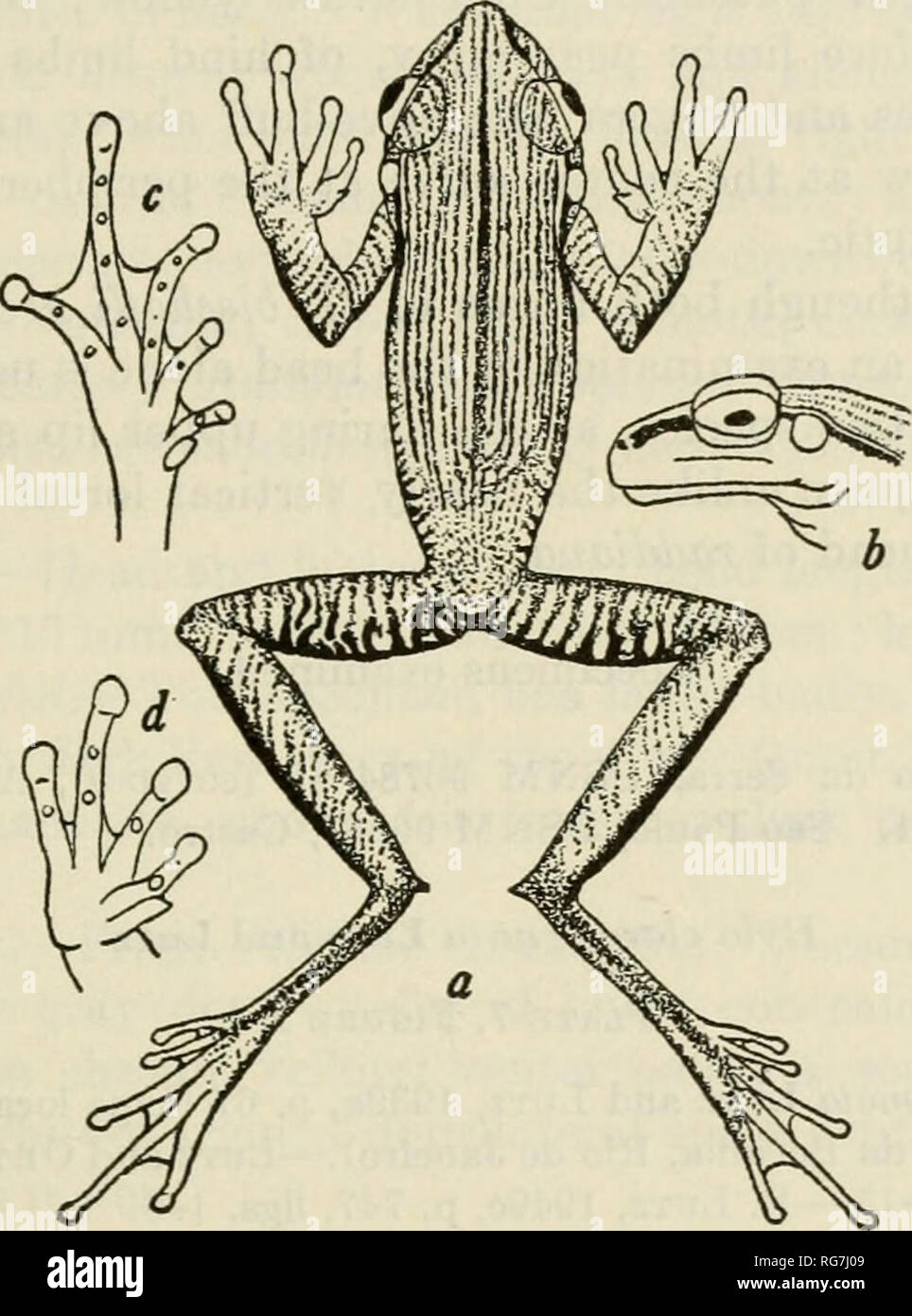 . Bollettino - Stati Uniti Museo Nazionale. La scienza. Le rane del Brasile sudorientale-COCHRAN 85 l'area timpanica; una piccola interna tuberclelike ma nessun esterno tubercolo metatarsale; una bassa ma distinti tarsica interna ridge; una piccola tubercolari dermico sul tacco (in questo individuo). Corpo piuttosto allungata, nella regione postaxillary alquanto più stretto di maggior diametro della testa; quando la zampa posteriore è adpressed, tacco giunge alla punta del muso; quando gli arti sono previste lungo i lati, il ginocchio e il gomito si sovrappongono; quando le zampe posteriori sono piegate ad angolo retto rispetto al corpo, tacchi si sovrappongono notevolmente. La pelle. Figura 0.-Hyla bischoffi muUi Foto Stock