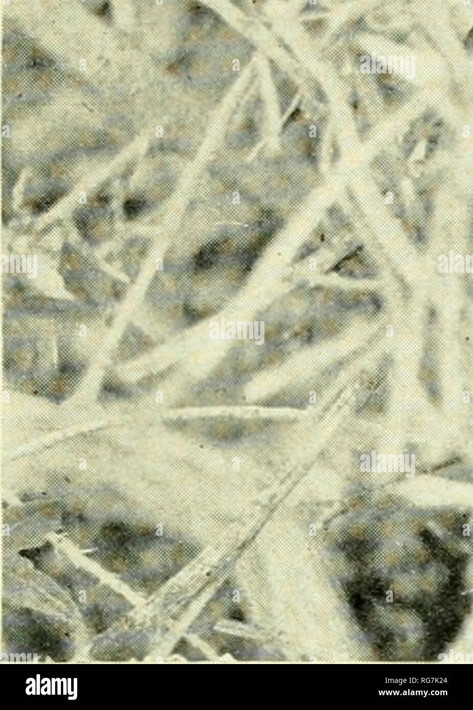 . Bollettino - Stati Uniti Museo Nazionale. La scienza. U. S. MUSEO NAZIONALE BOLLETTINO 191 piastra 21 WWM * '^ir. ... Ho 4 - --.-. Cochise County, Ariz. /. Si prega di notare che queste immagini vengono estratte dalla pagina sottoposta a scansione di immagini che possono essere state migliorate digitalmente per la leggibilità - Colorazione e aspetto di queste illustrazioni potrebbero non perfettamente assomigliano al lavoro originale. Stati Uniti Museo Nazionale; Smithsonian Institution; Stati Uniti. Dipartimento dell'Interno. Washington : Smithsonian Institution Press, [ecc. ]; Per la vendita dalla Supt. di Docs. , Brevetto U. S. Govt Stampa. Off. Foto Stock