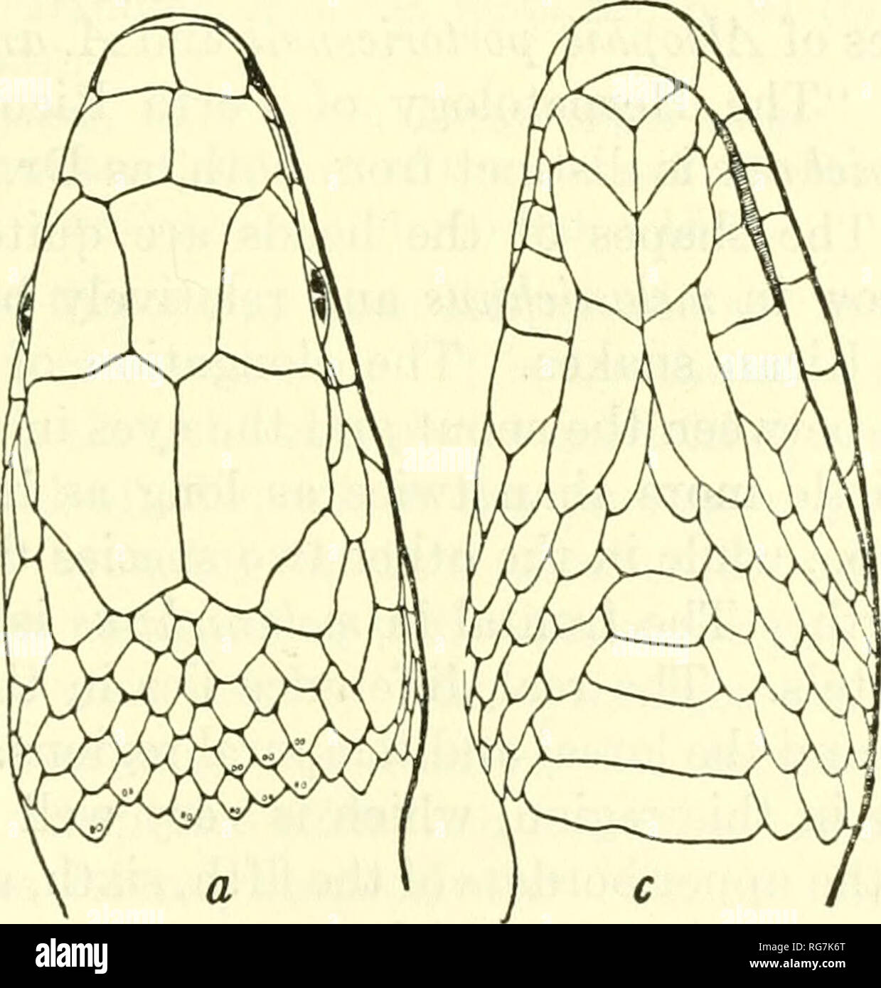 . Bollettino - Stati Uniti Museo Nazionale. La scienza. La figura 106.-Alsophis melanichnus: un, la parte superiore della testa; b, lato di testa; c, mento. M.C.Z. No. 7836, da La Vega, RepubHc Dominicana. Una volta e mezza la dimensione naturale. piuttosto alta, strettamente visibili dal di sopra ;internasal sutura leggermente più corta di sutura prefrontal; frontale molto più ampio di supraoculars, un po' più lungo della sua distanza dalla fine del muso un po' più lungo della sutura parietale; narice grande, tra due grandi le nasali; loreal molto allungato, quasi a forma di cuneo, due terzi come lungo come diametro di occhio; uno preocular, non in con Foto Stock
