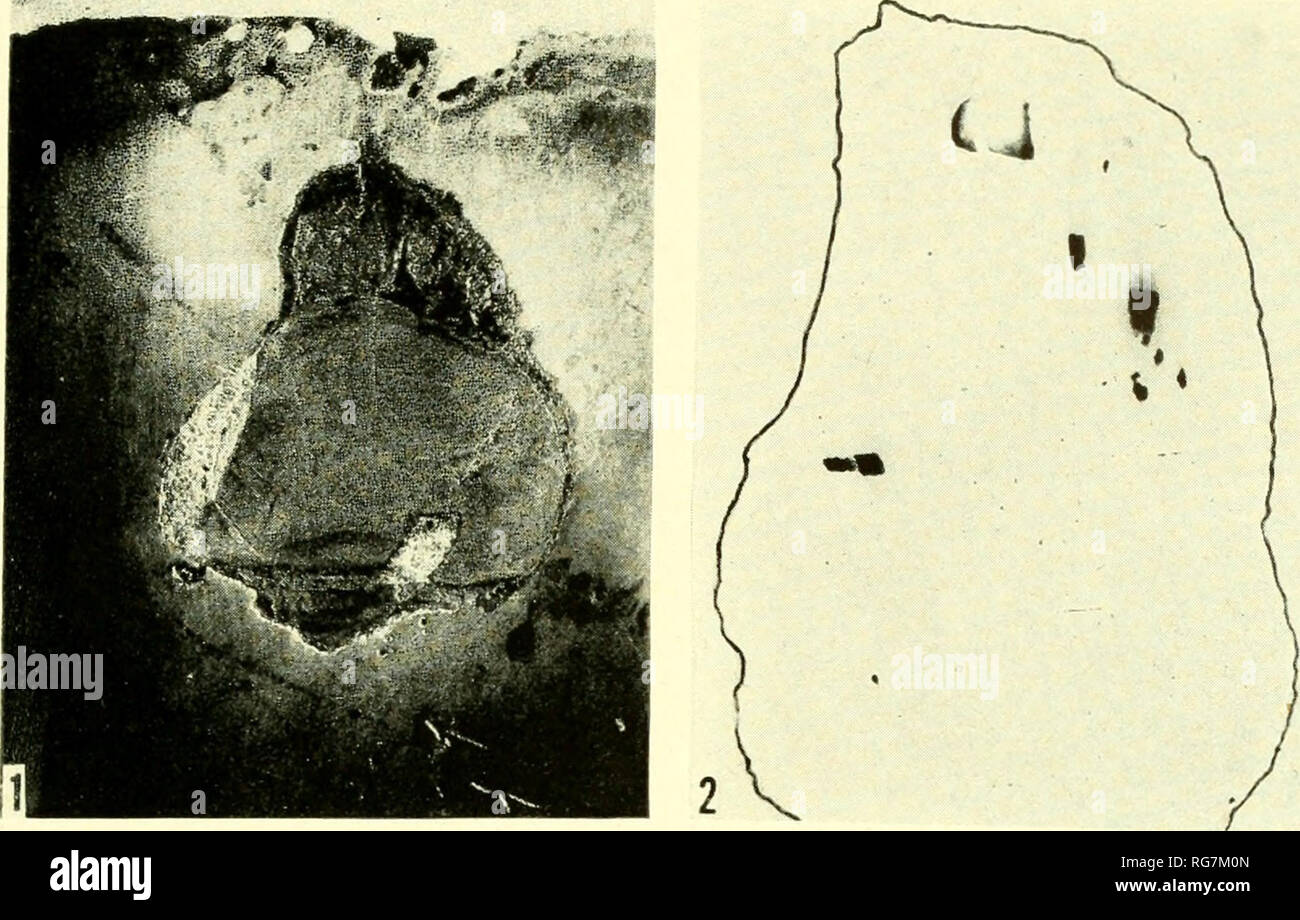 . Bollettino - Stati Uniti Museo Nazionale. La scienza. U. S. MUSEO NAZIONALE bollettino 184 la piastra 62. Si prega di notare che queste immagini vengono estratte dalla pagina sottoposta a scansione di immagini che possono essere state migliorate digitalmente per la leggibilità - Colorazione e aspetto di queste illustrazioni potrebbero non perfettamente assomigliano al lavoro originale. Stati Uniti Museo Nazionale; Smithsonian Institution; Stati Uniti. Dipartimento dell'Interno. Washington : Smithsonian Institution Press, [ecc. ]; Per la vendita dalla Supt. di Docs. , Brevetto U. S. Govt Stampa. Off. Foto Stock