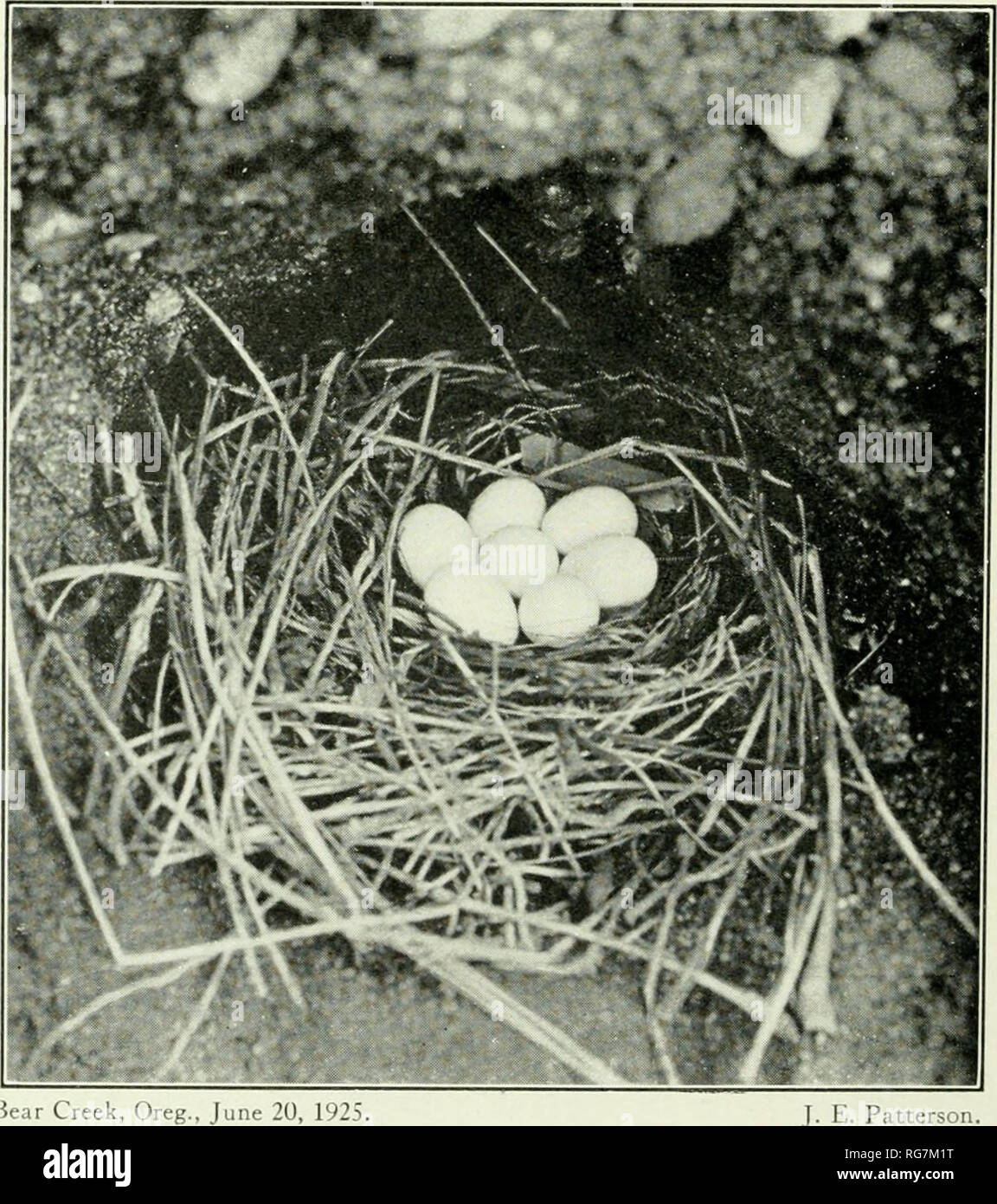 . Bollettino - Stati Uniti Museo Nazionale. La scienza. Topsham, Maine, Giugno 2, 1932. A. O. lordo. Sito NestiiiK. Bear Creek, Oreg., 20 giugno 1925 nido scavato. Banca Swallow.. Si prega di notare che queste immagini vengono estratte dalla pagina sottoposta a scansione di immagini che possono essere state migliorate digitalmente per la leggibilità - Colorazione e aspetto di queste illustrazioni potrebbero non perfettamente assomigliano al lavoro originale. Stati Uniti Museo Nazionale; Smithsonian Institution; Stati Uniti. Dipartimento dell'Interno. Washington : Smithsonian Institution Press, [ecc. ]; Per la vendita dalla Supt. di Docs. , Brevetto U. S. Govt Stampa. Off. Foto Stock