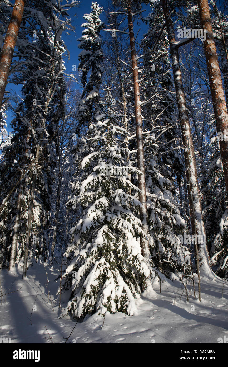 Boschi innevati scena, Finlandia Foto Stock