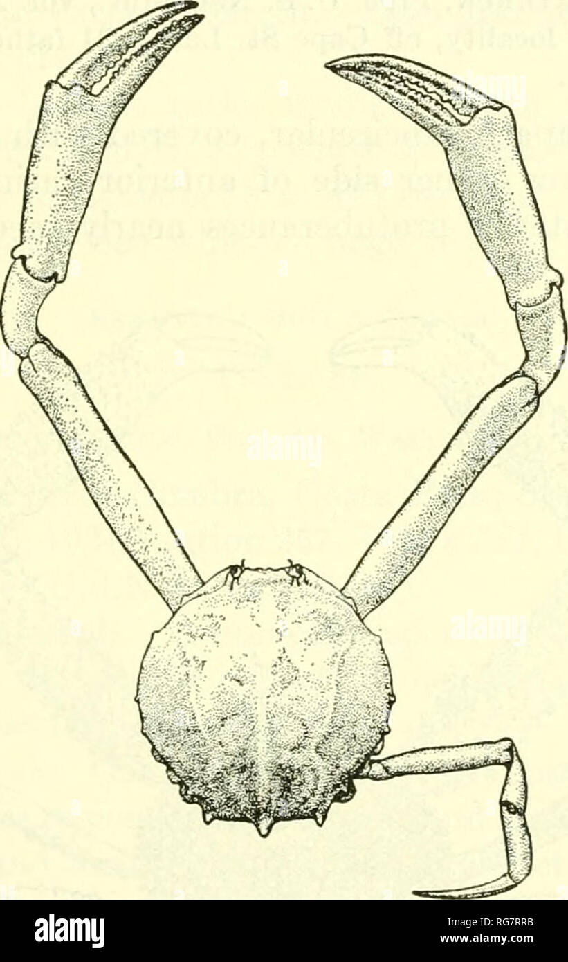 . Bollettino - Stati Uniti Museo Nazionale. La scienza. OXYSTOMATOUS E ALLIED GRANCHI D'AMERICA 177 propodus granulato; dita un po' più breve rispetto a quello esterno margm di Palm. Gambe finemente granulato; dactyli con margini pubescent. Le misurazioni.-Maschio holotj^pe: lunghezza sulla linea mediana ILG; larghezza 1L5 mm. Femmina Ovigerous: lunghezza 12,8; larghezza 12,6 mm. Gamma.-California al Perù. Materiale esaminato.-vedi tabella 55, pagina 180. LAEVIS HANDALLIA (Borradaile) Figura 39 PersepJwna {Myropsis) laevis Borradaile, British Antarctic (Terra Nova) Ex- pedition, 1910, Zool., vol. 3, n. 2, p. 107, fig. 16, 191G (tipo localit Foto Stock