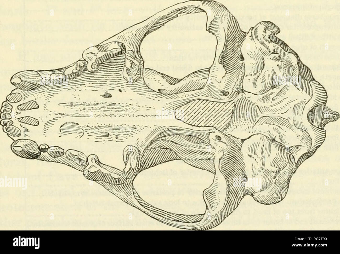 . Bollettino - Stati Uniti Museo Nazionale. La scienza. PiGURK 20.-Gwio gidleyi Hall: cranio (U.S.N.M. n. 8174), dorsale e ventrale di vista. Due terzi di dimensioni naturali. moderno campione di Gulo luscus. I condili occipitale in n. 8174 sono vicini e il foramen magnum è corrispondentemente ridotto. Purtroppo la regione occipitale è assente in altre porzioni del cranio da Cumberland grotta, ma la distanza tra i condili lQ' esemplari vivi di G. luscus varia in misura sufficiente per includere la condizione visibile in n. 8174.. Si prega di notare che queste immagini vengono estratte dalla pagina sottoposta a scansione immagini che ma Foto Stock