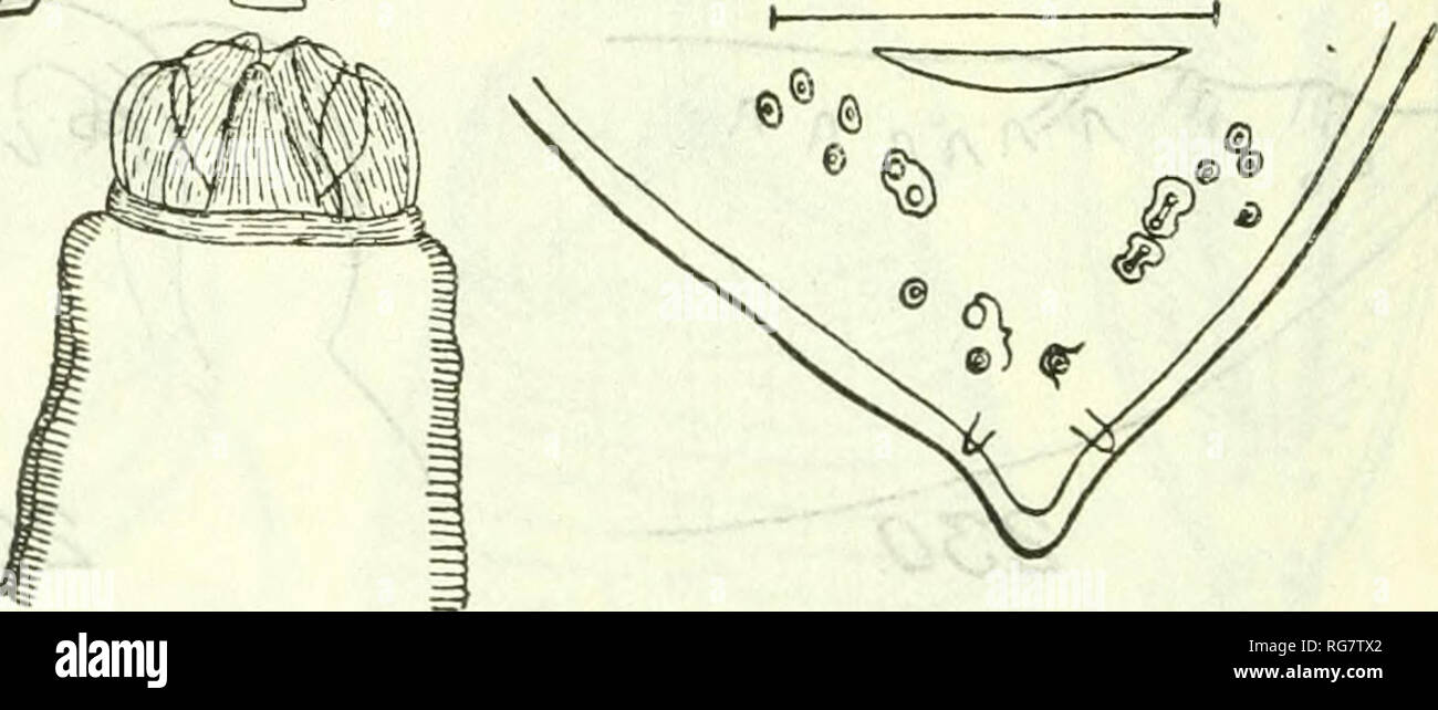 . Bollettino - Stati Uniti Museo Nazionale. La scienza. 158 Bollettino 140, STATI UNITI MUSEO NAZIONALE 150 a IGO/i. alta. Tre labbri uguale, la dorsale con 2 semplici papille, il 2 latero-ventrals con una doppia papilla. Tre grandi interlabia, quasi uguale in altezza per le labbra. Nessun alae laterali. Papille cervicale 510/a dalla estremità anteriore esofago 3.3 a 4 mm di lunghezza, con post- eriorly diretto appendice 720ii 1,04 mm. lunga; rivolta anteriormente cieco da 2,6 a 2,8 mm. a lungo. Voce maschile 18,5 a 20 mm. di lunghezza e di 830/u, a 1.12 mm. di larghezza. Curva di coda ventralmente, senza alae caudale; apertura cloacale 175/* da Foto Stock