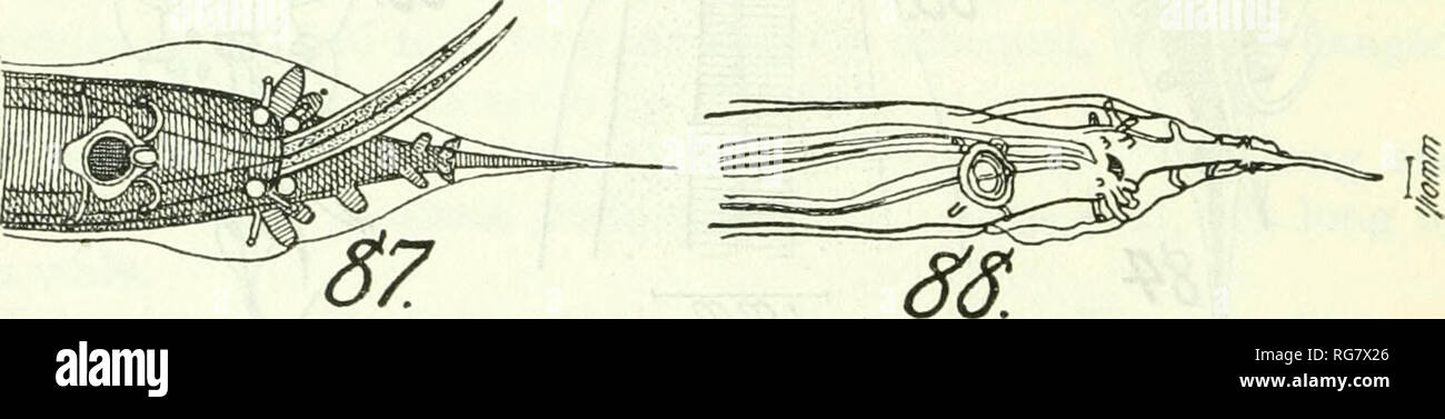 . Bollettino - Stati Uniti Museo Nazionale. La scienza. 66 Bollettino 140, STATI UNITI MUSEO NAZIONALE Maschio 15 mm. a lungo da 550//, larghezza massima. L'esofago, compresa la lampadina, 1.9 mm. lunga; esofago 79/*, ampia; lampadina 370/* a lungo da 210/* ampia. Ventosa Preanal 950/*. dalla estremità di coda e misura 140//, in diametro, il suo bordo posteriore interrotta da una depressione. Alae caudale (fig. 88) originari solo anteriore a ventosa e che si estende quasi fino alla coda fine apertura cloacale 640/*, dalle estremità di coda di dodici coppie di papille caudale, la loro posizione e la relativa dimensione identiche a quelle di Heterakis isolonche: 2 pa Foto Stock