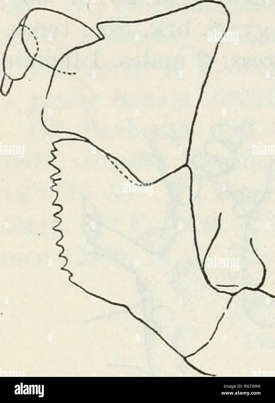 . Bollettino - Stati Uniti Museo Nazionale. La scienza. 190 Bollettino 129, STATI UNITI MUSEO NAZIONALE gambe ambulatoriale, di cui il primo è più lungo rispetto al resto, hanno fortemente recurved dactyli. Addome di sette segmenti separati in entrambi i sessi. Al largo di Porto Rico; Zanzibar; Karachi, India. MENAETHIOPS PORTORICENSIS Rathbun piastra 49, figg. 1 e 2 Menaethiops portoricensis Rathbun, Proc. U. S. Nat. Mus., Vol 64, art. 14, 1924, p. 2 (tipo-località, Porto Rico; 13^ miglia S. di Cana Gorda Isole, nei pressi di Guanica porto; 26 braccia; femmina, holotype, F 2628, Amer. Mus. Nat. Hist.). Diagnosi.-rostro vicino Foto Stock