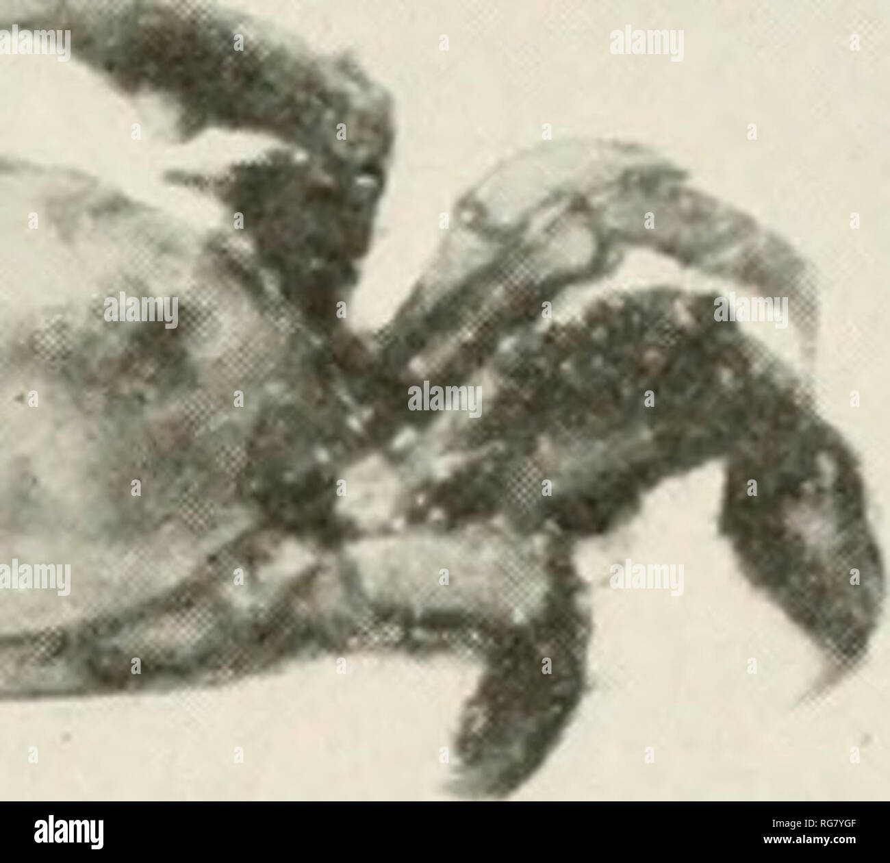 . Bollettino - Stati Uniti Museo Nazionale. La scienza. , " ..? '*Jti.^ ^f**^fe-:r&amp;. • ,^ii.&GT;^". Si prega di notare che queste immagini vengono estratte dalla pagina sottoposta a scansione di immagini che possono essere state migliorate digitalmente per la leggibilità - Colorazione e aspetto di queste illustrazioni potrebbero non perfettamente assomigliano al lavoro originale. Stati Uniti Museo Nazionale; Smithsonian Institution; Stati Uniti. Dipartimento dell'Interno. Washington : Smithsonian Institution Press, [ecc. ]; Per la vendita dalla Supt. di Docs. , Brevetto U. S. Govt Stampa. Off. Foto Stock