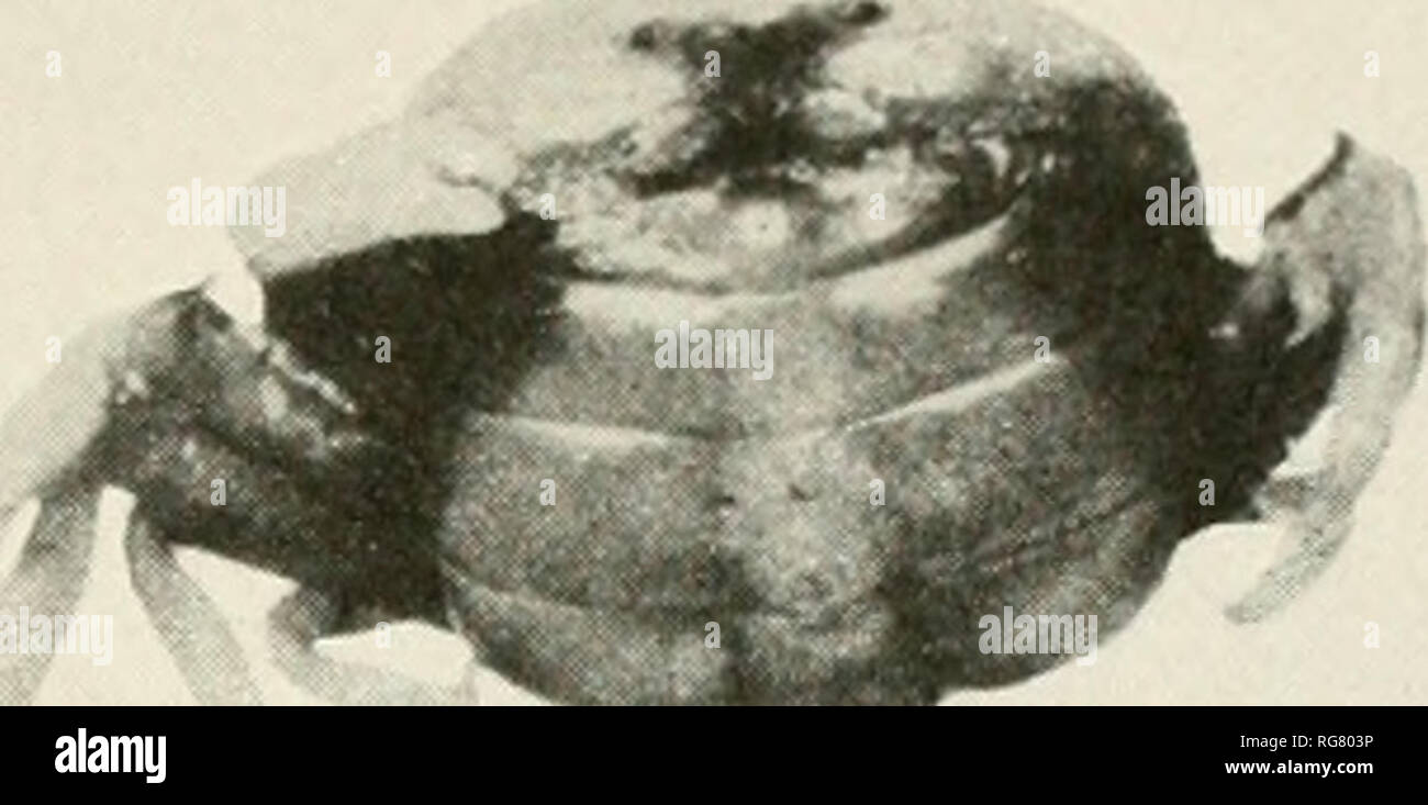 . Bollettino - Stati Uniti Museo Nazionale. La scienza. U. S. MUSEO NAZIONALE BOLLETTINO 97 piastra 19 :ft:^. ^M*-. Si prega di notare che queste immagini vengono estratte dalla pagina sottoposta a scansione di immagini che possono essere state migliorate digitalmente per la leggibilità - Colorazione e aspetto di queste illustrazioni potrebbero non perfettamente assomigliano al lavoro originale. Stati Uniti Museo Nazionale; Smithsonian Institution; Stati Uniti. Dipartimento dell'Interno. Washington : Smithsonian Institution Press, [ecc. ]; Per la vendita dalla Supt. di Docs. , Brevetto U. S. Govt Stampa. Off. Foto Stock