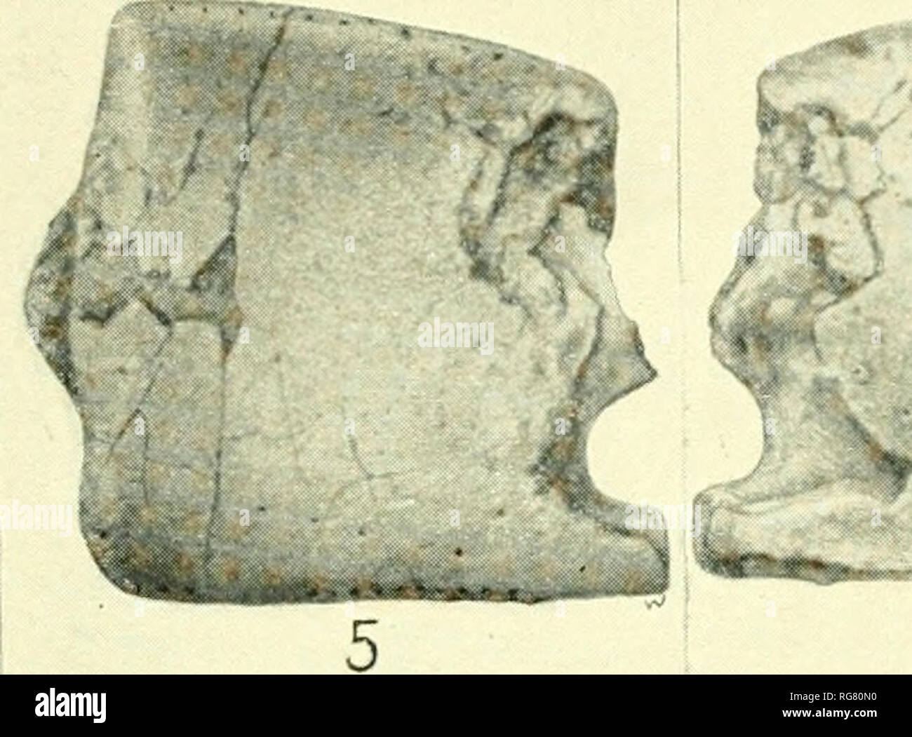 . Bollettino - Stati Uniti Museo Nazionale. La scienza. . Si prega di notare che queste immagini vengono estratte dalla pagina sottoposta a scansione di immagini che possono essere state migliorate digitalmente per la leggibilità - Colorazione e aspetto di queste illustrazioni potrebbero non perfettamente assomigliano al lavoro originale. Stati Uniti Museo Nazionale; Smithsonian Institution; Stati Uniti. Dipartimento dell'Interno. Washington : Smithsonian Institution Press, [ecc. ]; Per la vendita dalla Supt. di Docs. , Brevetto U. S. Govt Stampa. Off. Foto Stock