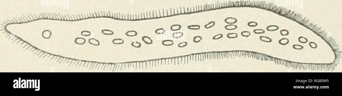 . Bollettino - Stati Uniti Museo Nazionale. La scienza. 160 Bollettino 120, STATI UNITI MUSEO NAZIONALE. Le misurazioni.-Lunghezza del corpo 0,252 mm.; larghezza del corpo 0,072 mm.; diametro di micleus 0.00775 mm.; diametro di endospherule 0.00225 mm.; cilia intervallo di linea, anteriore 0.00223 mm., medio 0.0036 mm., posteriore 0.004 mm. Questa è una grande Cepedea conformata come un piuttosto tozzo C. dimidiata. I suoi nuclei sferici sono molto grandi e la sua endospherules sono anche grandi e sferoidale. Sebbene questa sia una scarsa infezione, pochi individui trovati sono di così distinto un ordinamento che non si esita a come Foto Stock