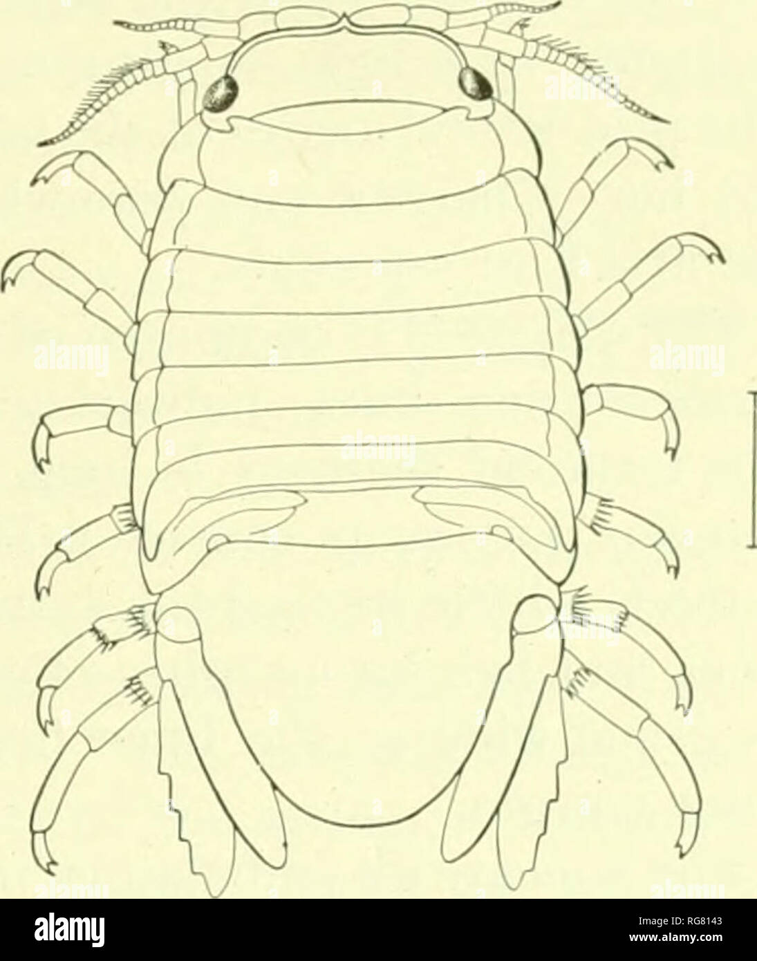 . Bollettino - Stati Uniti Museo Nazionale. La scienza. Isopodi DEL NORD AMERICA. 281. Fig. 292.âSph.eroma quadkidentatum (Aftek Harger). SPHiEROMA QUADRIDENTATUM dire. Sphvrinna quadridenUihim Sav, Jour. Acad. Nat. 8ci. Pnila., I, 1818, j). 400.â Harger, Am. Jour. Sci. (3), V, 1873, p. 314.âHarcer con Verrill, Relazione U. S. Commissario di Pesci e pesca, 1873, Pt. 1, p. 315 (21); p. 569 (275), pi. V, fig. 21.âHarger, Proc. U. S. Nat. Mus., II, 1879, p. 161; relazione U. S. Commissario di Pesci e pesca, Pt. 6, 1880, pp. 368-370, 1)1. IX, tig. 53.âRichard- figlio, American naturalista, XXXIV, 1 Foto Stock