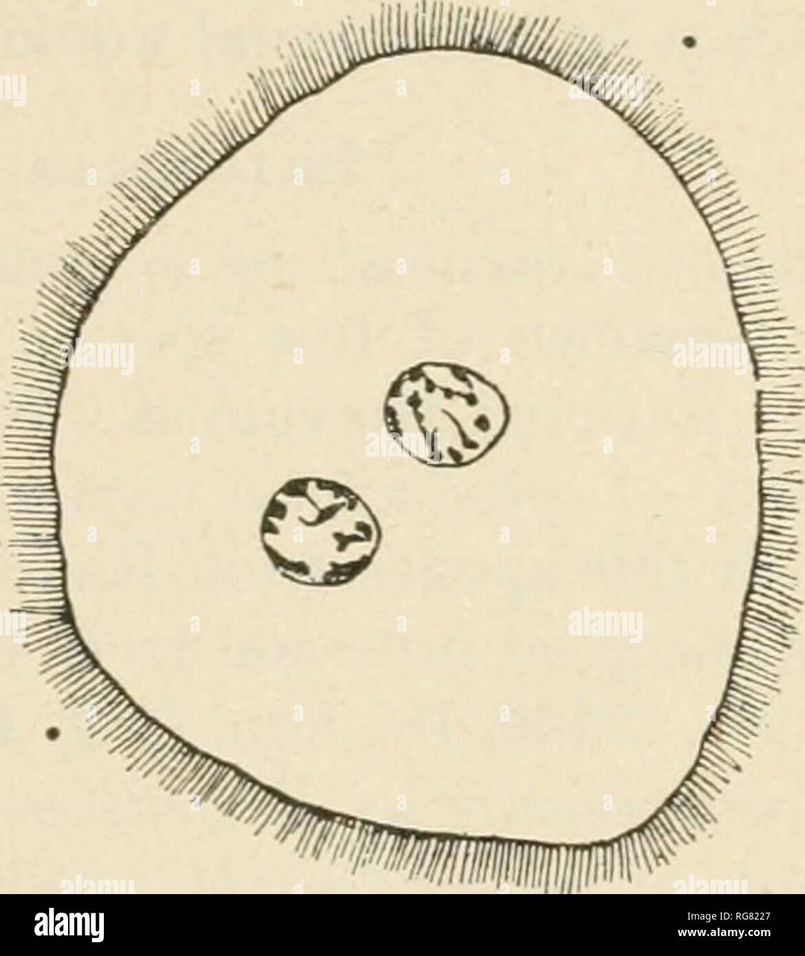 . Bollettino - Stati Uniti Museo Nazionale. La scienza a b fig. 65.-Zelleeiella leptodactyli, da Leptodactylus albilabeis, x 460 diametees. Membri Museo Nazionale come segue: Cat. No. 16633 (da L. caligi- nosus) ; Cat. No. 16634 (da L. gracilis); Cat. No. 16635 (da L. microtis). Le misurazioni di un individuo medio da Leptodactylus al- bilabris.-Lunghezza del corpo 0,105 mm.; larghezza del corpo 0,067 mm.; spessore del corpo 0,017 mm.; diametro di nucleo 0,013 mm.; cilia intervallo di linea, anteriore 0.0011 mm., posteriore 0,0028 mm. In questa specie la estremità posteriore del corpo non è puntato in qualsiasi i Foto Stock