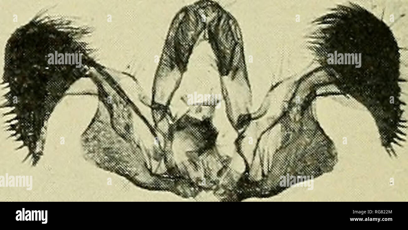 . Bollettino - Stati Uniti Museo Nazionale. La scienza. 7/ co/ora^e/7S/s. 72 co/orc7^e/7s/s. Si prega di notare che queste immagini vengono estratte dalla pagina sottoposta a scansione di immagini che possono essere state migliorate digitalmente per la leggibilità - Colorazione e aspetto di queste illustrazioni potrebbero non perfettamente assomigliano al lavoro originale. Stati Uniti Museo Nazionale; Smithsonian Institution; Stati Uniti. Dipartimento dell'Interno. Washington : Smithsonian Institution Press, [ecc. ]; Per la vendita dalla Supt. di Docs. , Brevetto U. S. Govt Stampa. Off. Foto Stock