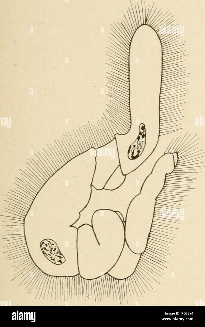 . Bollettino - Stati Uniti Museo Nazionale. La scienza. Il OPALIXID CILIATO INFUSORIANS. 59 indurita lungo con O. intesthialis in Hyperolia marmorata, ma in Crinia sig- nifera era l'unica specie di Opalinu presente. Come sopra notato, ho avuto per studiare due infezioni di Protoo- palina tenuis da Australian Crinia signifera. Le misurazioni di un full-sized singoli sono:-lunghezza del corpo 0,2-1- mm= (troppo avvolto per misurare con precisione) ; larghezza del corpo 0,011 mm.; lunghezza del nucleo, primo esemplare 0,018 mm., secondo campione 0,0195 mm., terzo campione 0,024 mm.; larghezza del nucleo, primo specim Foto Stock