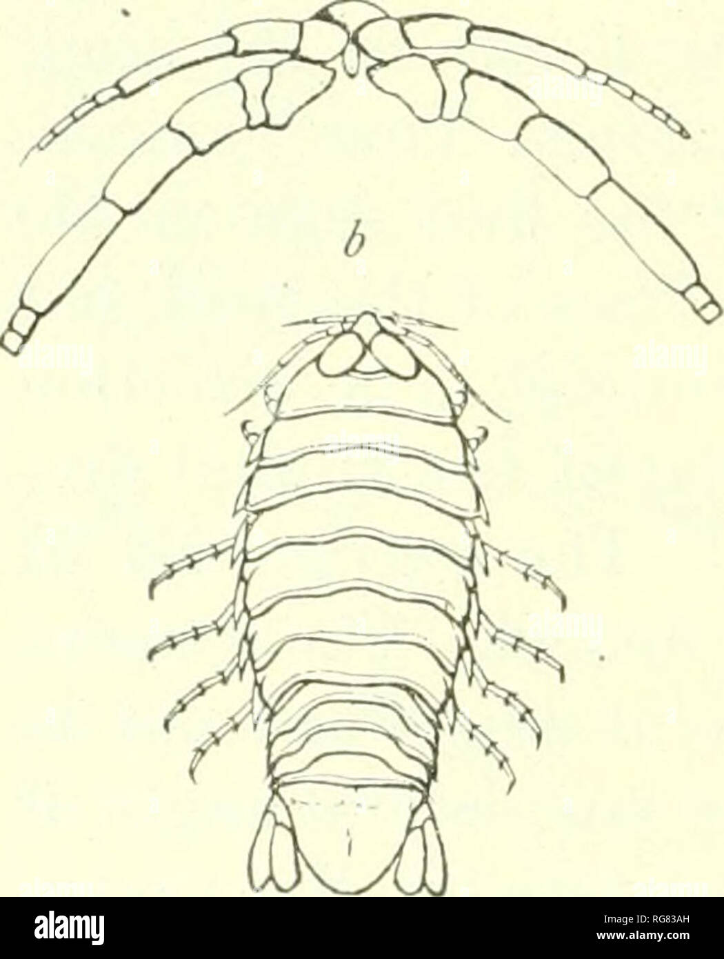 . Bollettino - Stati Uniti Museo Nazionale. La scienza. 194 bollettino 54, STATI UNITI MUSEO NAZIONALE. ROCINELA INSULARIS Schicedte e Meinert. Rocinela insularis Scina";DTE e Meinert, Naturhistorisk Tidsskrift (3), XII, 1879-80, pagg. 390-39], pi. xii, figg. 1-3.-Richardson, Proc. U. S. Nat. Mus., XXIII, 1901, p. 523. Lotto'ol'dleH.-West Indies; tra il delta del Mississippi e tasti di cedro, Florida; off Fernandina, Florida. Profondità. -227-273 braccia. Corpo ol)long-ovali, al)fuori due volte e mezza più avide, 10 mm.: 25 mm. Testata e due volte e mezzo più ampio rispetto a lungo, 2 mm.: 5 mm.; tri- Foto Stock