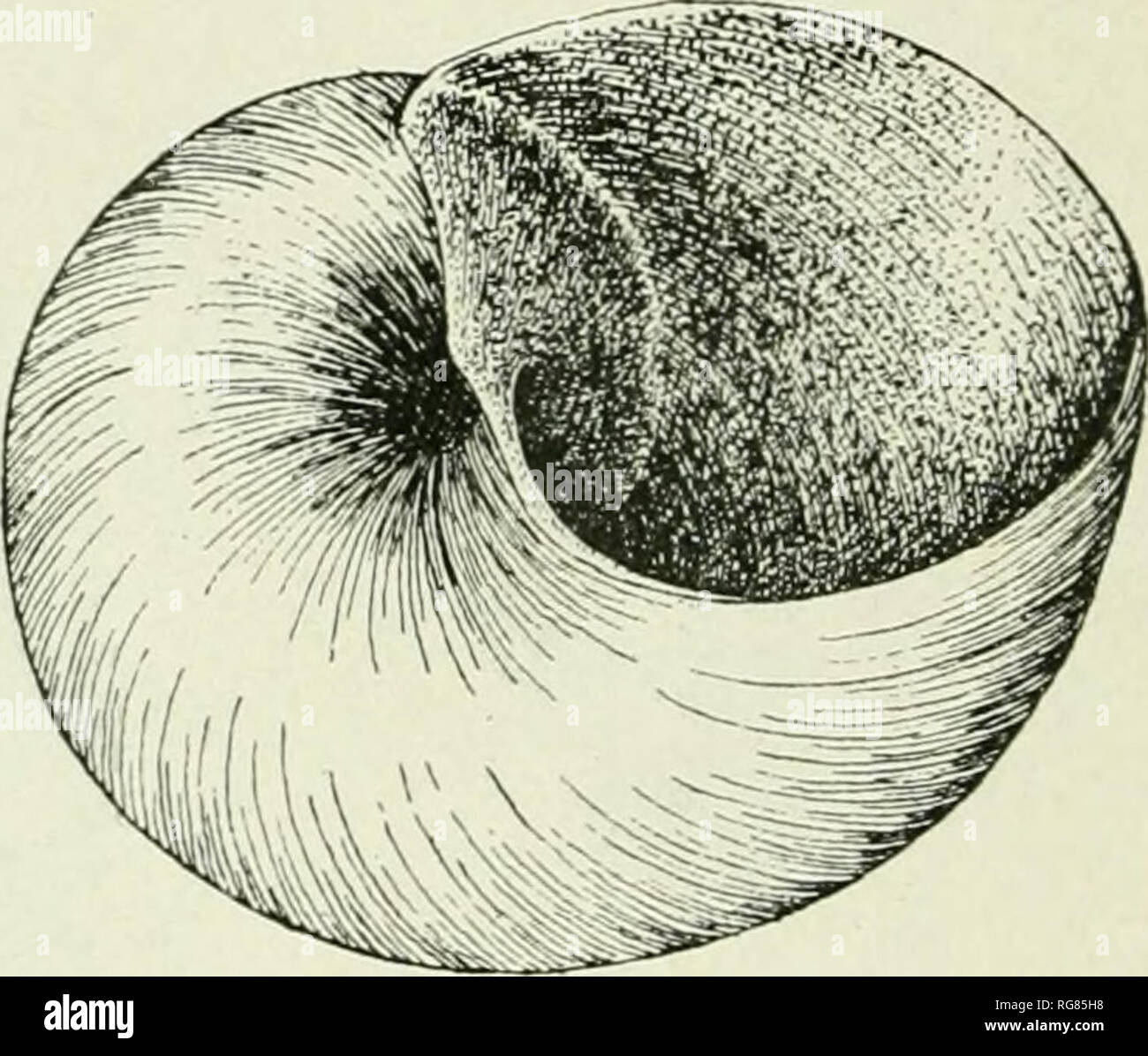. Bollettino - Stati Uniti Museo Nazionale. La scienza. . Si prega di notare che queste immagini vengono estratte dalla pagina sottoposta a scansione di immagini che possono essere state migliorate digitalmente per la leggibilità - Colorazione e aspetto di queste illustrazioni potrebbero non perfettamente assomigliano al lavoro originale. Stati Uniti Museo Nazionale; Smithsonian Institution; Stati Uniti. Dipartimento dell'Interno. Washington : Smithsonian Institution Press, [ecc. ]; Per la vendita dalla Supt. di Docs. , Brevetto U. S. Govt Stampa. Off. Foto Stock