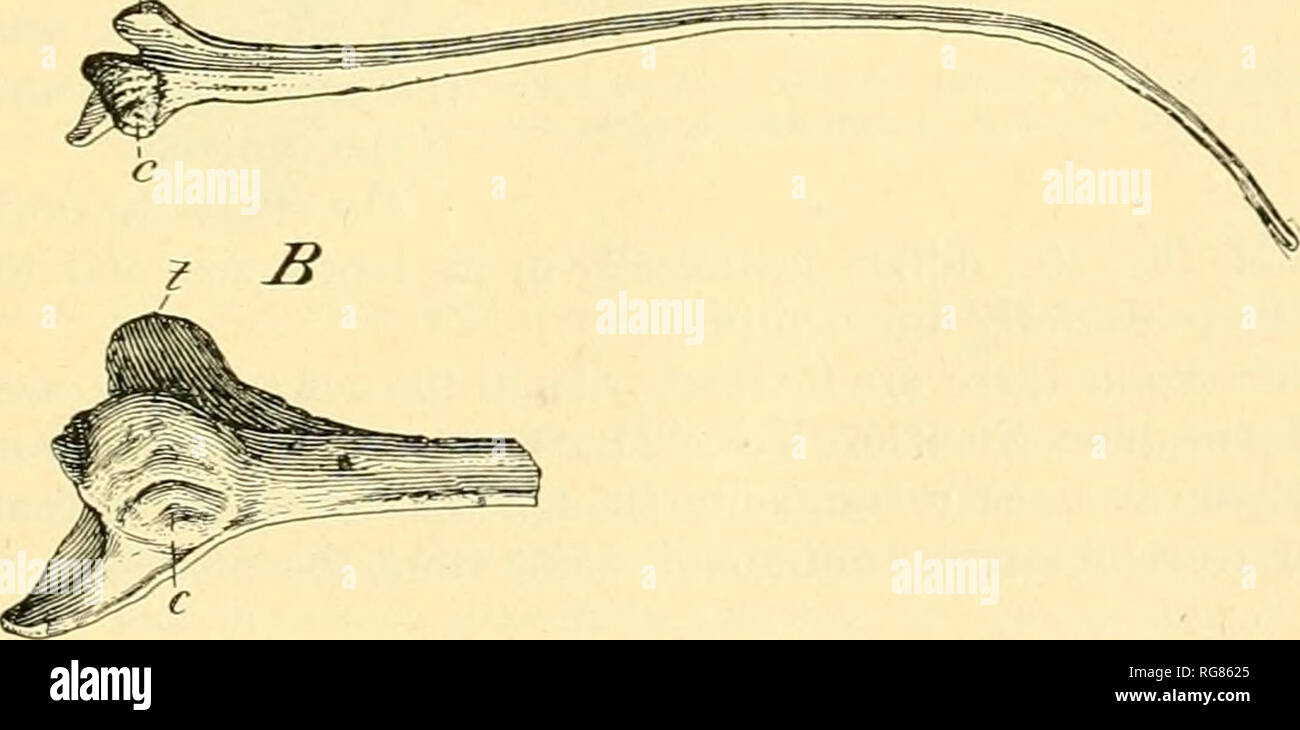 . Bollettino - Stati Uniti Museo Nazionale. La scienza. Antrodemus (pi. 16), il Museo Americano di Storia Naturale di New York, e anche di Ceratosaurus nel Museo Nazionale di essere in errore in diverse indicazioni. Modello n. 8367, U.S.N.M., ha le porzioni prossimali di tutte le coste cervicali del lato destro presente (vedere fig. 18) e un paio di lato sinistro. Quelli di cervicals 4, 5 e 6 sono saldamente anchylosed alle vertebre. La nervatura della terza vertebra cervicale di n. 4734 viene conservato integro e è notevole a causa della sua estrema esilità e grande lunghezza. Il suo quarto distale si piega downwa Foto Stock