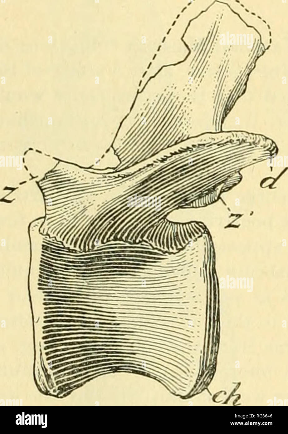 . Bollettino - Stati Uniti Museo Nazionale. La scienza. 46 Bollettino 110, STATI UNITI MUSEO NAZIONALE. Le misurazioni di anteriore vertebra caudale di Antrodemus valens, n. S367. Numero lunghezza a larghezza ante ante altezza- del centro di rior fine rior fine vertebra. centrum. del centrum. del centrum. mm. mm. mm. 1 121 133 138 2 123 133 140 3 125 123 130 4 120 113 126 5 118 115 6 120 112 115 7 120 95 97 vertebrale centra sono concave su entrambi i lati e la sottostante. Il primo ha caudale a trasversale arrotondato superficie ventrale, ma nelle successive caiuials come lontano come il settimo di questa superficie è ottuso e bu Foto Stock