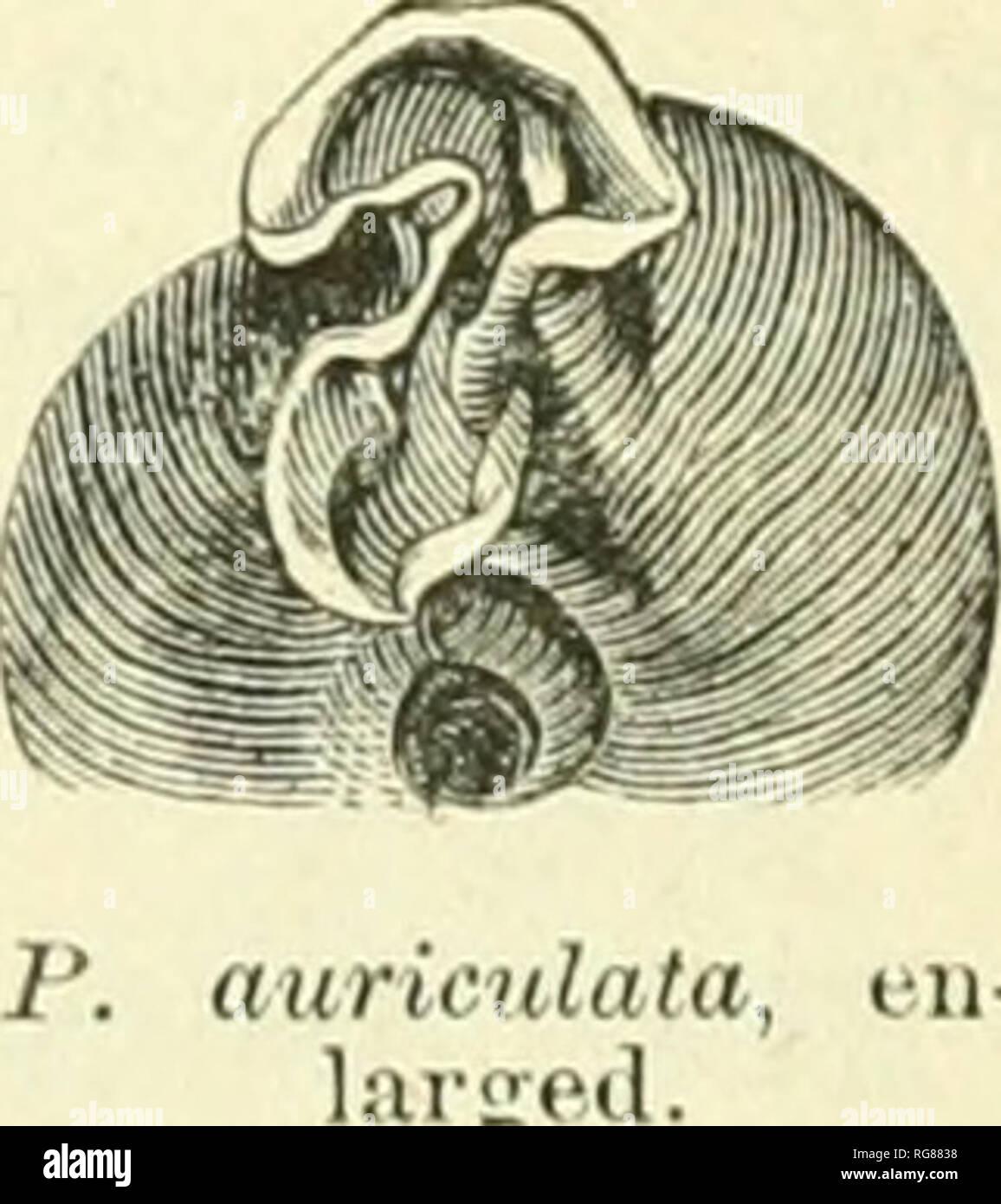 . Bollettino - Stati Uniti Museo Nazionale. La scienza. Est della provincia meridionale della regione specie. 3G1 dal carattere della sua Polygyra ganascia può essere moneta[)sono(l soltanto a tri- odopsis Mesodon e tra gli altri North American generi di disin- tegrated Helix. Nessuna specie di stranieri è stata ancora examiued. Fig. 392 mostra la disposizione generale dei denti sulla membrana linguale, i caratteri dei singoli denti essendo meglio mostrato nel mio piatto VI di Terr. Moll., V, e anche nella Fig. 11, su p. 50. Flc. :I9J mmmmmA dentizione linguale di P. auriformix? (Leidy.) i denti non si discostano da quanto ho d Foto Stock