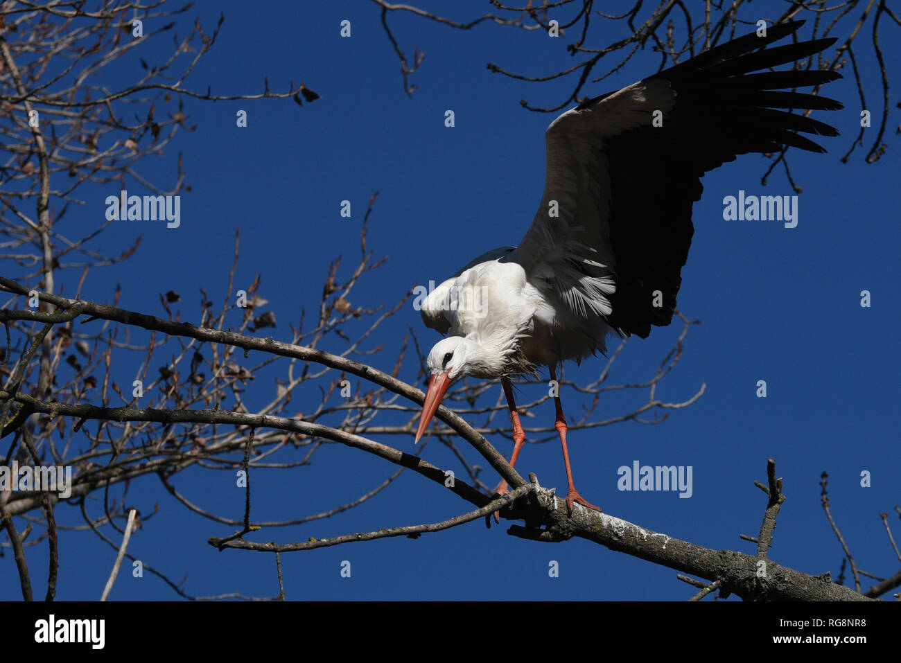 Una cicogna bianca (Ciconia ciconia) visto agitata dal vento in Madrid, dove le forti raffiche di vento hanno raggiunto tra 50 e 60 chilometri all'ora durante il pomeriggio ore. Secondo la AEMET stato servizio di meteorologia, una depressione invernale chiamato 'Gabriel' arrivano domani martedì dall'Oceano Atlantico, portando i forti venti, forte pioggia e neve in molte parti della Spagna. Foto Stock