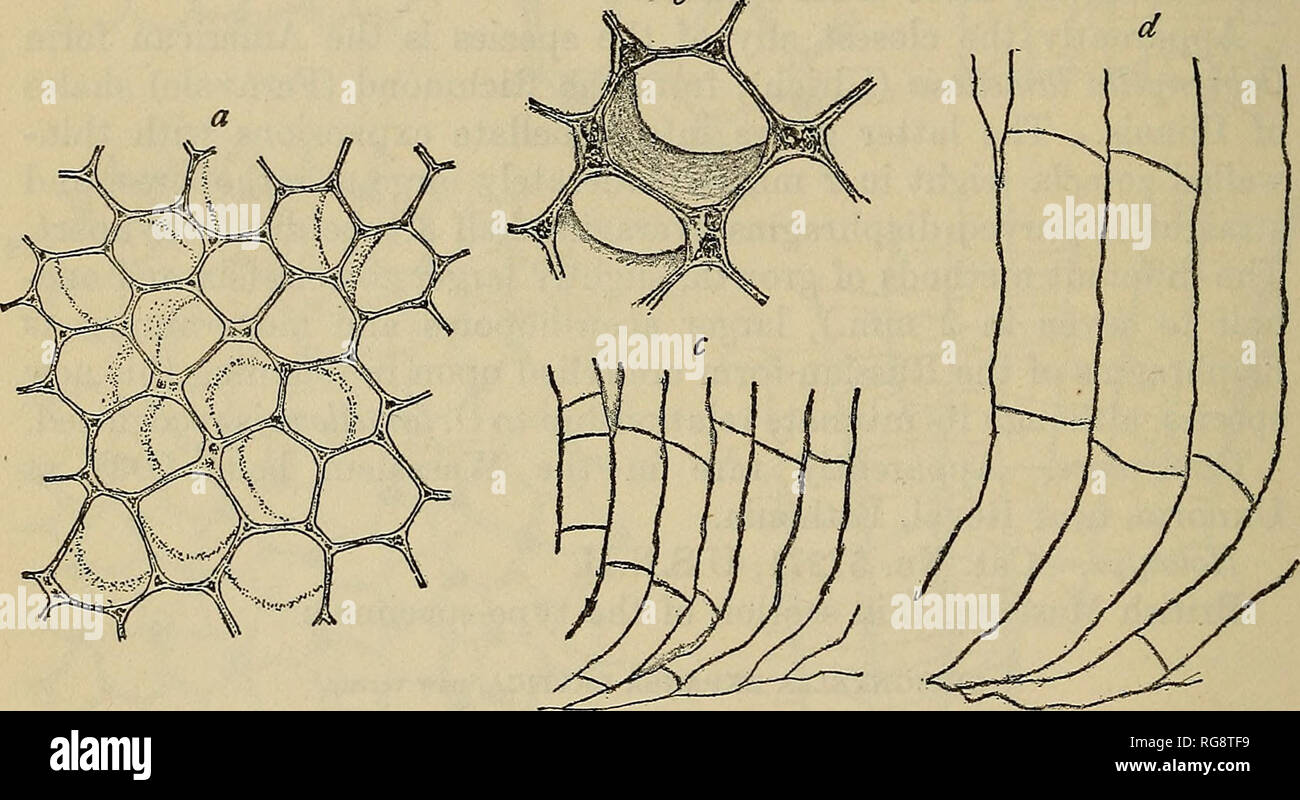 . Bollettino - Stati Uniti Museo Nazionale. La scienza. Bollettino 184 11, STATI UNITI MUSEO NAZIONALE. Zoarium di lamellate, espansioni epithecated composto da uno o più strati ciascuno dei quali è di solito più milhmeters in spesse- ness. Superficie liscia, ma presentanti cospicua cluster composto da zooecia raggiungere un diametro uno e mezzo di volte così grande come quella del intermacular zooecia. Zooecia poligonale, a parete sottile, quattro in 2 mm., il conteggio a partire dal centro della macula, o sei di quelle comuni nello stesso spazio; quando ben conservati, mostrando minute granulazioni lungo le pareti e Foto Stock