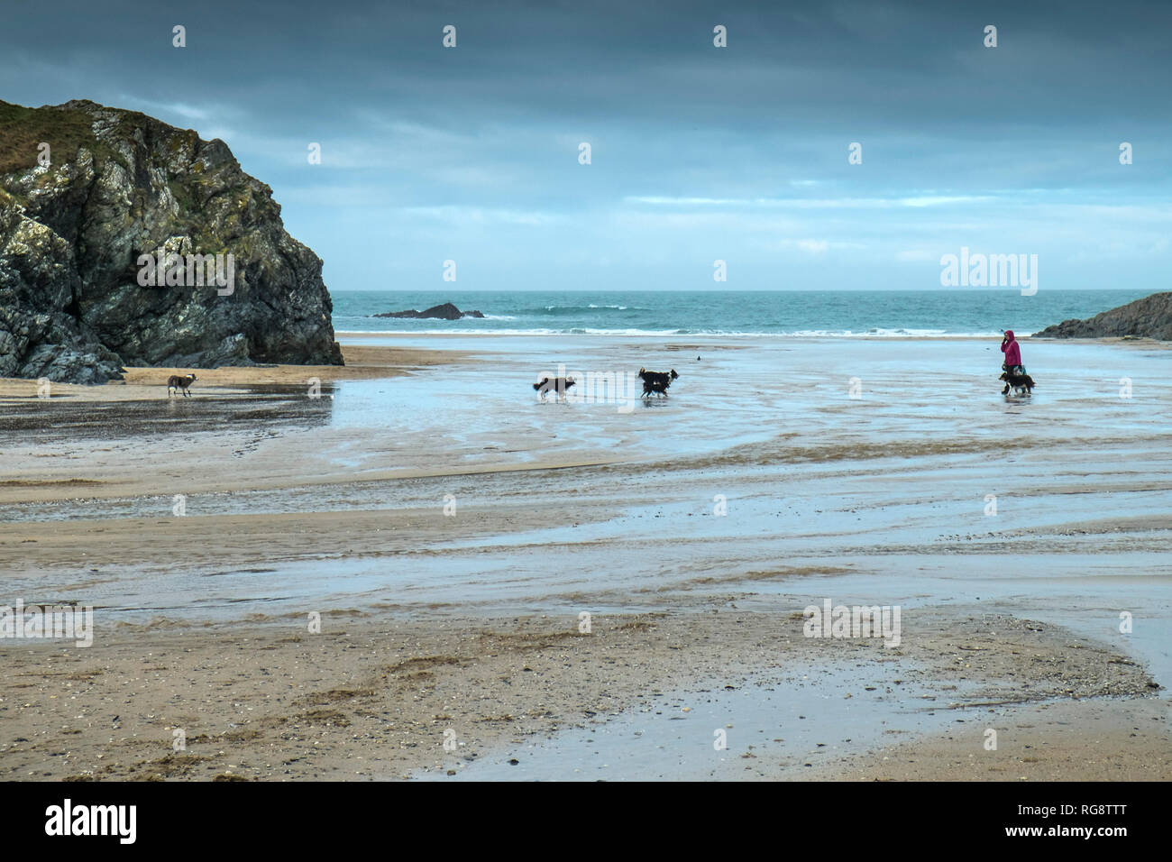 Un dog walker sulla appartata Polly Porth scherzo beach a bassa marea in Newquay Cornwall. Foto Stock