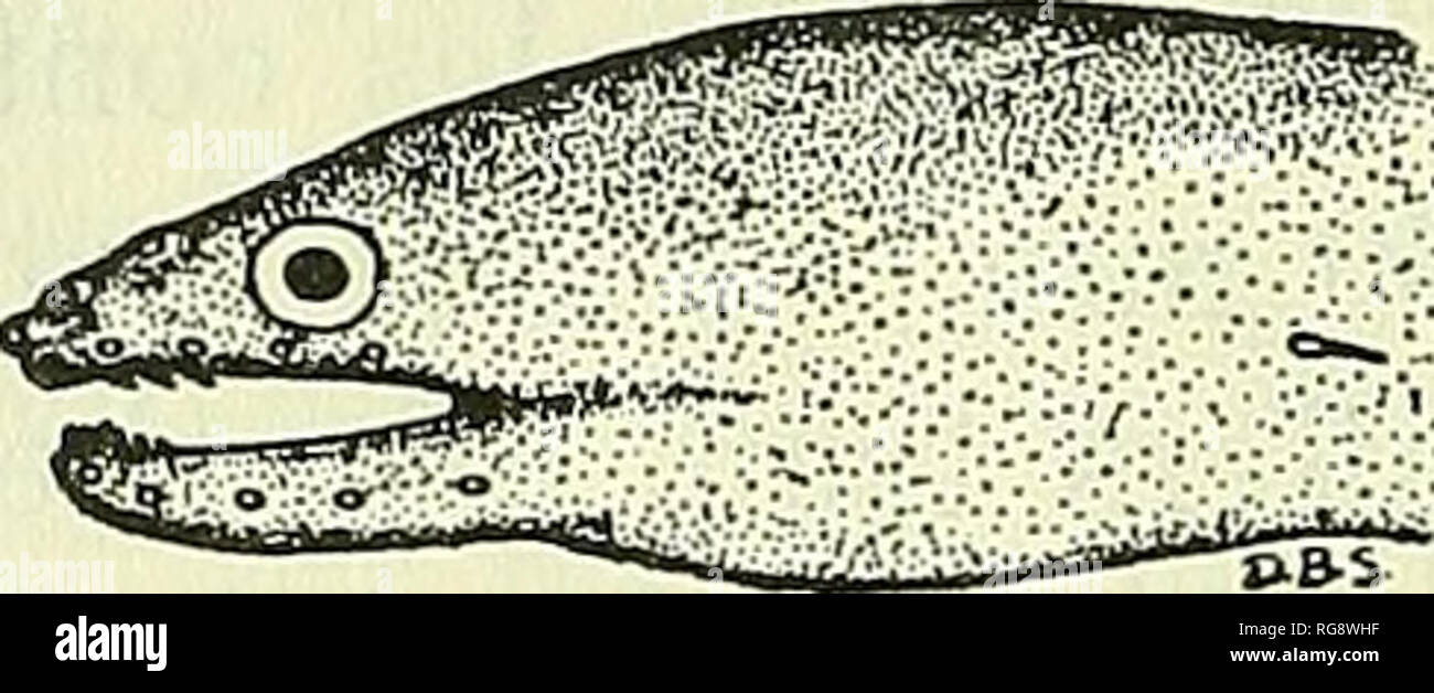 . Bollettino - Stati Uniti Museo Nazionale. La scienza. 150 U. S. MUSEO NAZIONALE BOLLETTINO 202 Lunghezza totale in mm. 179,178,161 e 143. Profondità massima 48; 39; 44; 38; la testa 121; 111; 109; 111; muso a ano 449; 450; 454; 448; più lunga pinna midcaudal ray 8; 5; 9; 6; occhiello 12; 13; 12; 10; muso 23; 20; 19; 19; punta ugello a rictus 44; 36; 40; 38; interorbital spazio 17; 12; 15; 16; muso di origine dorsale 324; 337; 311; 315. Profondità massima 21 a 26; la testa 8.3 a 9.3; muso a ano 2.2, di origine dorsale 3.0 a 3.2; tutte in lunghezza totale. Profondità massima di 2,5 a 2,9; la lunghezza della più lunga pinna midcaudal ray 12 a 20; Foto Stock