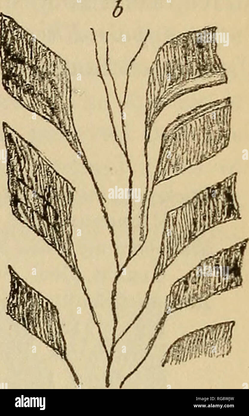 . Bollettino - Stati Uniti Museo Nazionale. La scienza. Fig. 55.-Stictoporella gracilis, una tangenziale .sezione, X20; 6, atertica'l sezione, X20. Calce Glaxjconite.pietra (B2), è stato- SILKOWA, governo di San Pietroburgo. tessuto trovato "alla base del zoarium. La struttura interna della specie è mostrato nella figura 55, dove l'ovale zooecia separate da nervature e mesopori occasionali-come spazi della sezione tangenziale e il lungo, tubolare, zooecium primitiva della sezione verticale sono i più degni di nota. Non ci è noto specie russe con cui Stictoporella gra- cilis necessità Foto Stock