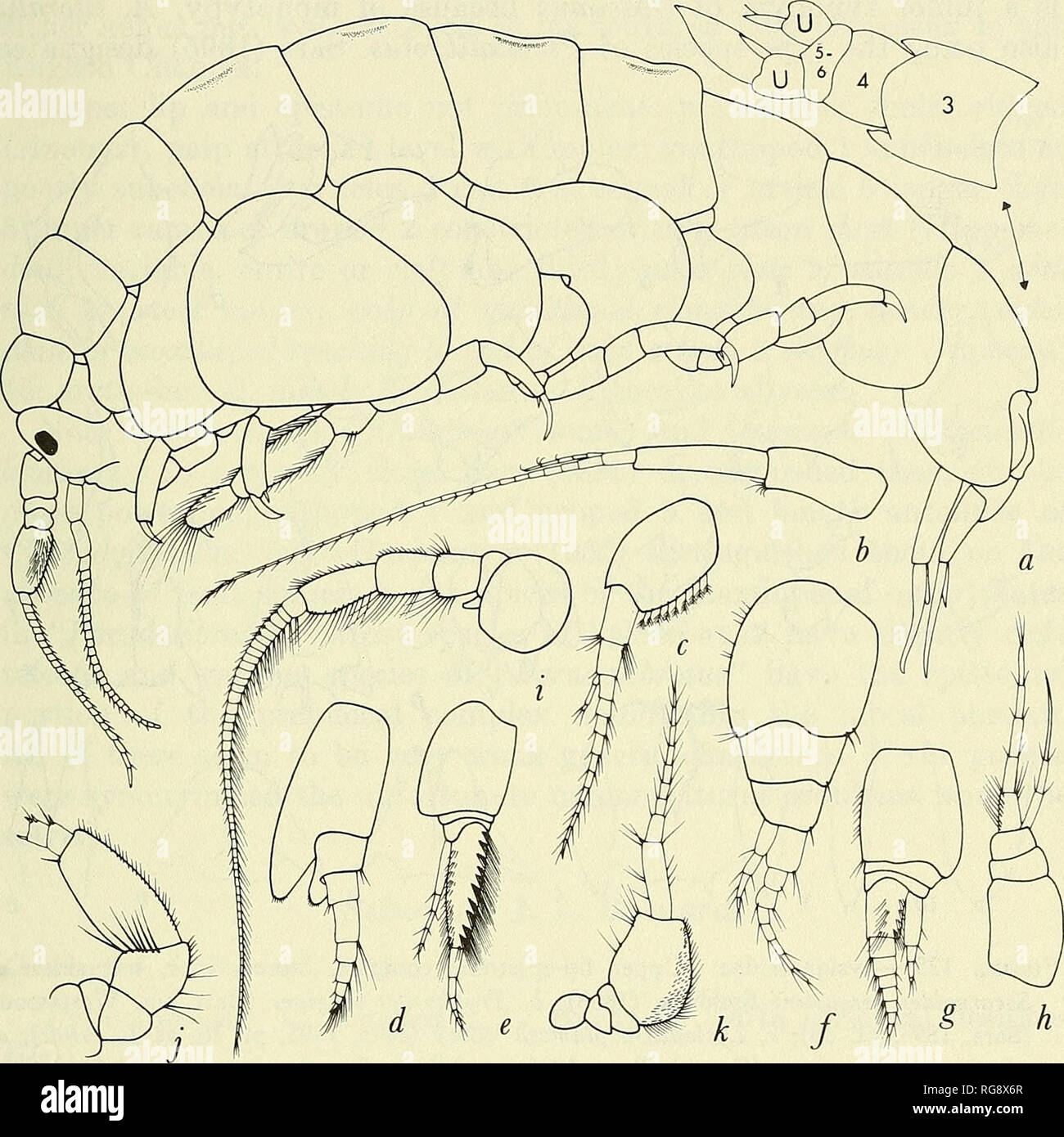 . Bollettino - Stati Uniti Museo Nazionale. La scienza. MARINEi GAMMARIDEAN AMPHIPODA 329 piccolo molare, conica, unridged, palp attaccato a livello con rapporto molare ma sia piuttosto; prossimale labbro inferiore con i lobi principali scavare medialmente formando gap mediale {combinando carattere); piastra interna della mascella 1 densamente setose; gnathopod 1 semplice, articolo 7 piccoli, articolo 6 la punta di breve setúbal sindone; gnathopod 2 subchelate ma non distintamente complesso chelato (Scopelocheirus); telson di media lunghezza, profondamente schisi. Specie: 1, Pacifico centrale, hadal.. La figura 124.-Lysianassidae: un, Chevreuxiella metopoides Stephensen (1915) Foto Stock