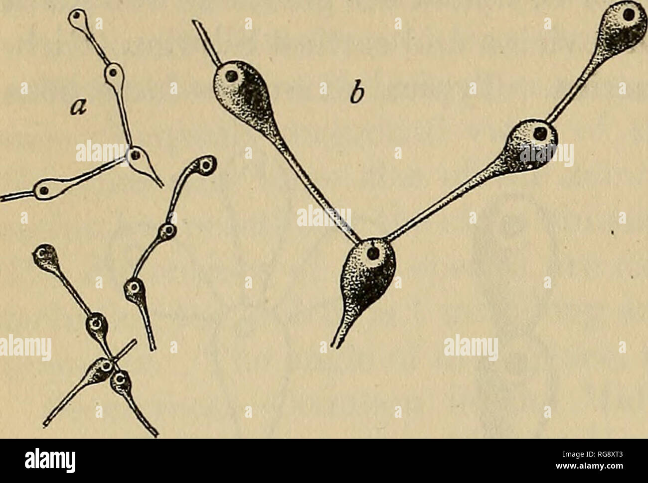 . Bollettino - Stati Uniti Museo Nazionale. La scienza. 66 bollettino 77, STATI UNITI MUSEO NAZIONALE.. Fig. 11.-Coeynotrypa abrupta. a e 6, porzioni di tipo-campione, X9 e X20, INCRUSTING un frag- mento del Rhynchotrema capax. Gruppo di Richmond, ferro Ridge, Wisconsin. prossimale porzione stolonal è quasi filiforme, non essendo più di 0,04 mm. in larghezza. Diametro Tliis è conservato fino a quando la parte anteriore la terza o la quarta è raggiunto quando il zocscium bruscamente si gonfia con un angolo di divergenza di 50°, e diventa arrotondato, con un diametro di 0,20 - 0,25 mm. Una media zooecium e la sua stolone è 1.0 Foto Stock