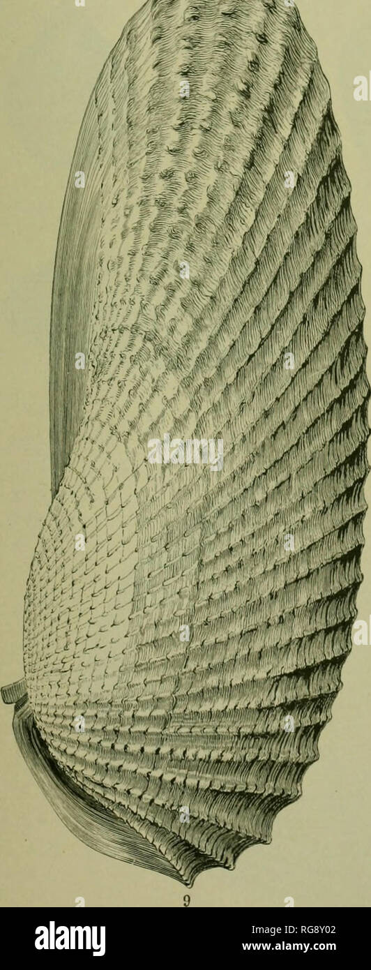 . Bollettino - Stati Uniti Museo Nazionale. La scienza. mf/f. Si prega di notare che queste immagini vengono estratte dalla pagina sottoposta a scansione di immagini che possono essere state migliorate digitalmente per la leggibilità - Colorazione e aspetto di queste illustrazioni potrebbero non perfettamente assomigliano al lavoro originale. Stati Uniti Museo Nazionale; Smithsonian Institution; Stati Uniti. Dipartimento dell'Interno. Washington : Smithsonian Institution Press, [ecc. ]; Per la vendita dalla Supt. di Docs. , Brevetto U. S. Govt Stampa. Off. Foto Stock