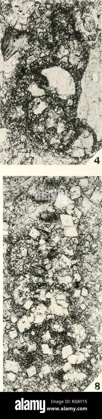 . Bollettini di American paleontologia. . Plail 2 Rectogromdiferetia godini ConiU (1980), circa X95. Gli esemplari 3 e 8 sono da Fern Glen calcare. Chautauqua sezione occidentale. La Contea di Jersey. Illinois, descritto in Brenckle (1977); altri esemplari sono da Burlington affioramenti calcarei descritti in questa carta esemplari reposited nel Museo Nazionale di Storia Naturale. Smithsonian Institution. Washington. DC: numeri di repository (USNM) sono tra parentesi. La figura 1. (USNM 519336). vicino-sezione assiale. BuUard-Hunt Quarry II. Il campione 9. 2. (USNM 519337). vicino-sezione assiale, Osceola Nort Foto Stock