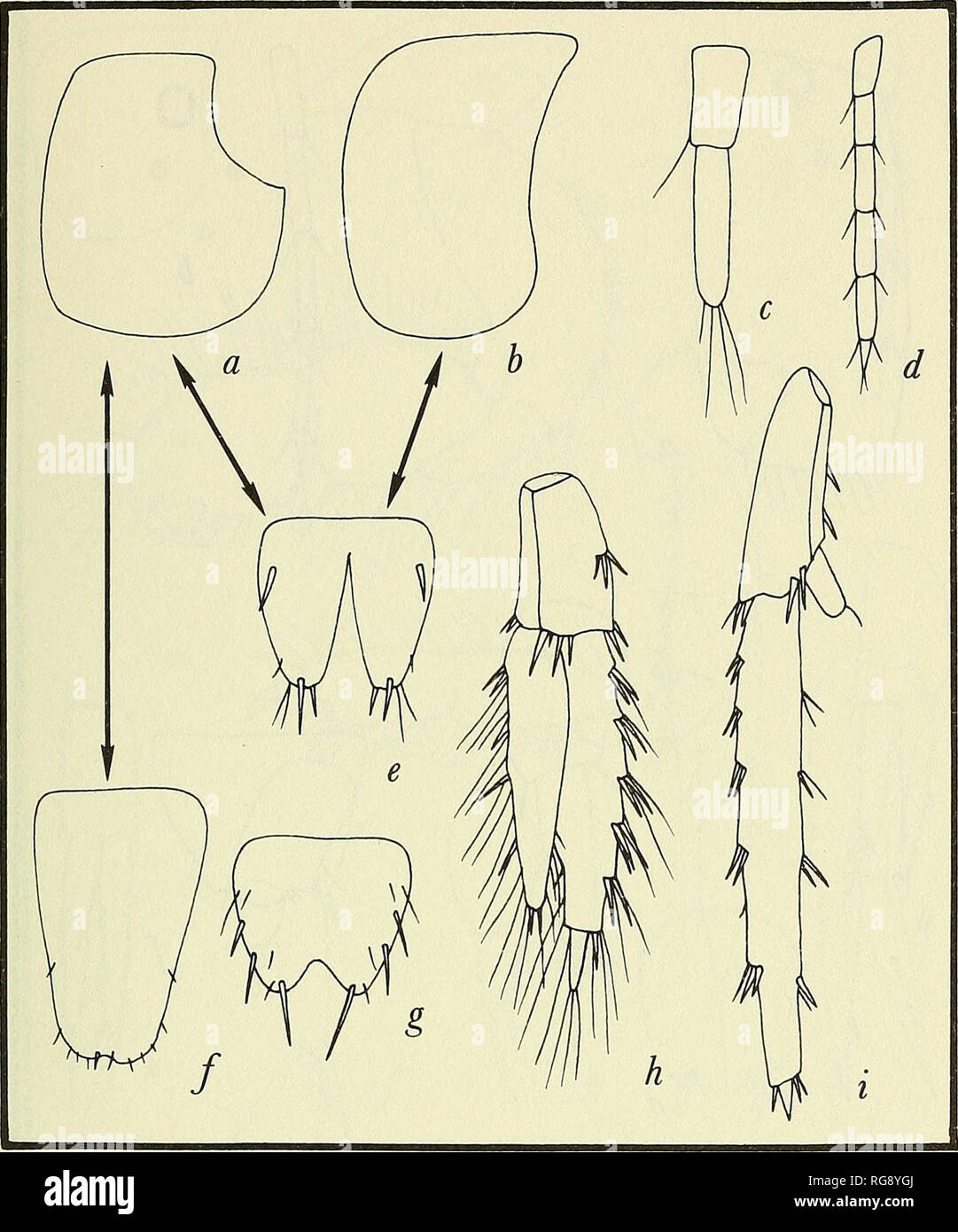 . Bollettino - Stati Uniti Museo Nazionale. La scienza. MARINE AMPHIPODA GAMMARIDEAN 97. Figura 46.-'Gammaridae, marine: a,h, due tipi di coxa 4, aspetto sinistro; c,d, due estremi di accessorio flagello, 2- o multiarticulate, raramente 1-articolare; e,f,g, tre tipi di telson (frecce che mostra possibili combinazioni di tipi di coxae, quindi scarsamente scavare coxa 4 mai combinato con uncleft telson, tranne in Falklandella); h, uropod 3 (tipo comune); io, uropod 3 (raro tipo). Le figure a,d,e e h rappresentano una combinazione simile al basic gammaridean.. Si prega di notare che queste immagini sono estratte dal Foto Stock