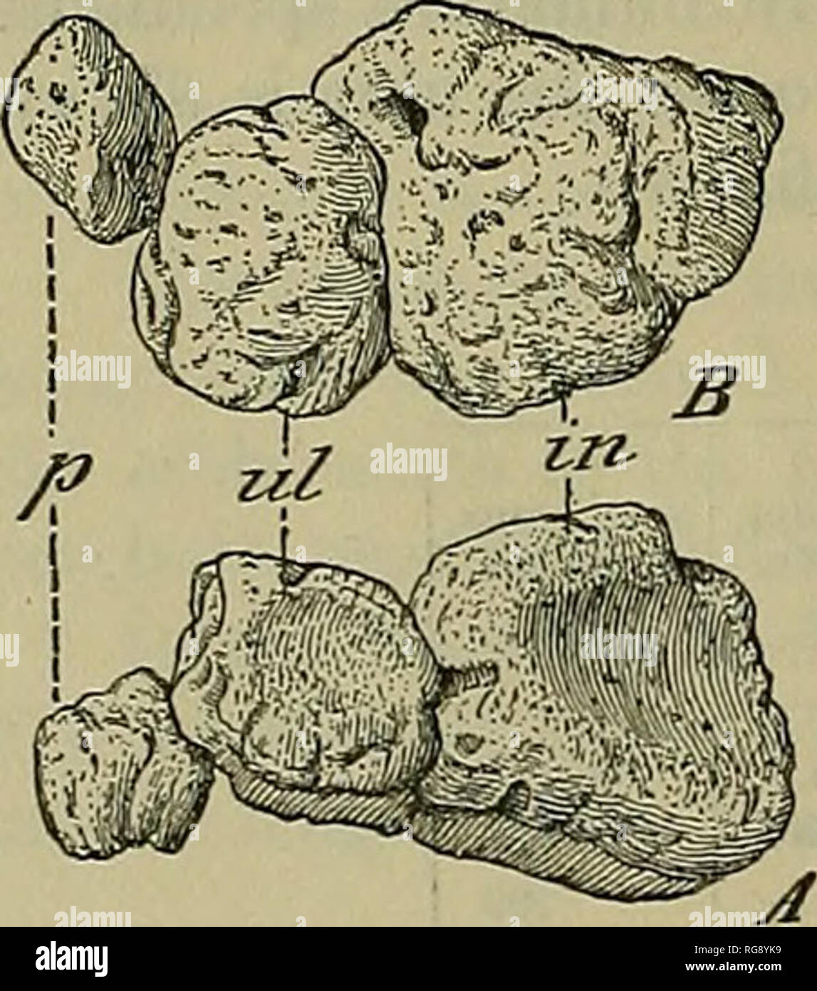 . Bollettino - Stati Uniti Museo Nazionale. La scienza. 70 bollettino 89, STATI UNITI MUSEO NAZIONALE. La sezione posteriore lato convesso della testa del raggio si adatta perfettamente nella scanalatura radiale sulla faccia anteriore dell'ulna. Sulla parte anteriore dell'albero di una scanalatura poco profonda passa diagonalmente verso il basso attraverso la parte frontale dell'osso e senza dubbio segna il corso di uno dei più grandi dei tendini. È chiaramente illustrato nel pi. 20, fig. 4 A. In esemplari immaturi di questa scanalatura è molto indistinto. La pesante espanso estremità distale è triangolare nella outhne con l'apice del triangolo rivolto verso l'esterno. Questa estremità del raggio Foto Stock