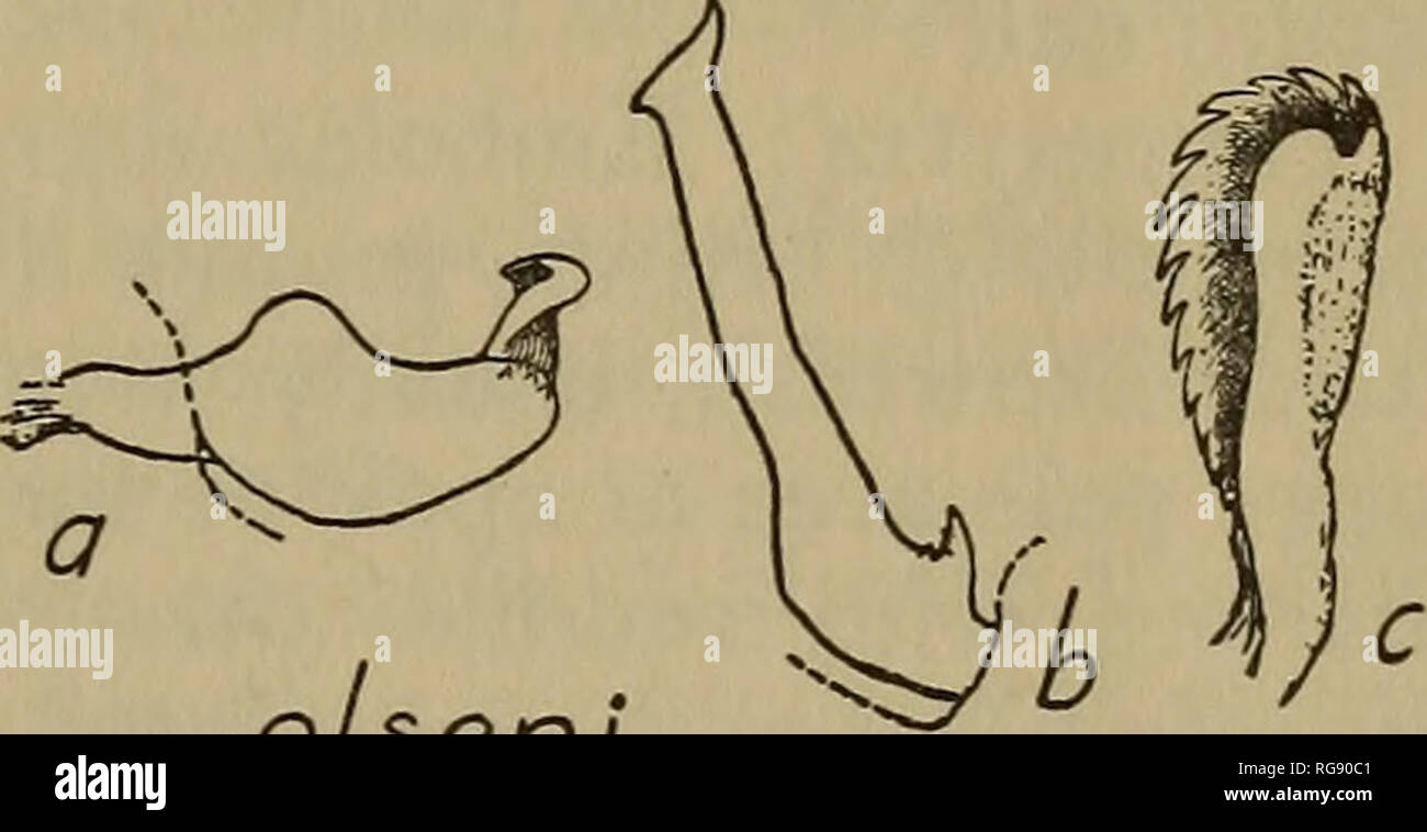 . Bollettino - situazione geologica e Storia Naturale Sondaggio del Connecticut. Geologia, zoologia e botanica; storia naturale. infuscatus Fig. 141. Phytocoris infuscatus Reuter,-genitali maschili claspers, (b) il diritto clasper, aspetto laterale con il profilo del tratto genitale aggiunto, (c) flagello. Grandemente en- grandi. Disegno dal dott. H. H. cavaliere.. OBEN"i Fig. 142. Phytocoris 0 è eni Knight,-genitali maschili, claspers (a) sinistra clasper, aspetto laterale, (b) il diritto clasper, aspetto laterale, (c) flagello. Fortemente ingrandita. Disegno dal dott. H. H. cavaliere. Femmina: lunghezza 5,5 mm., larghezza 2 mm.; più solida di quella maschile, molto simi Foto Stock