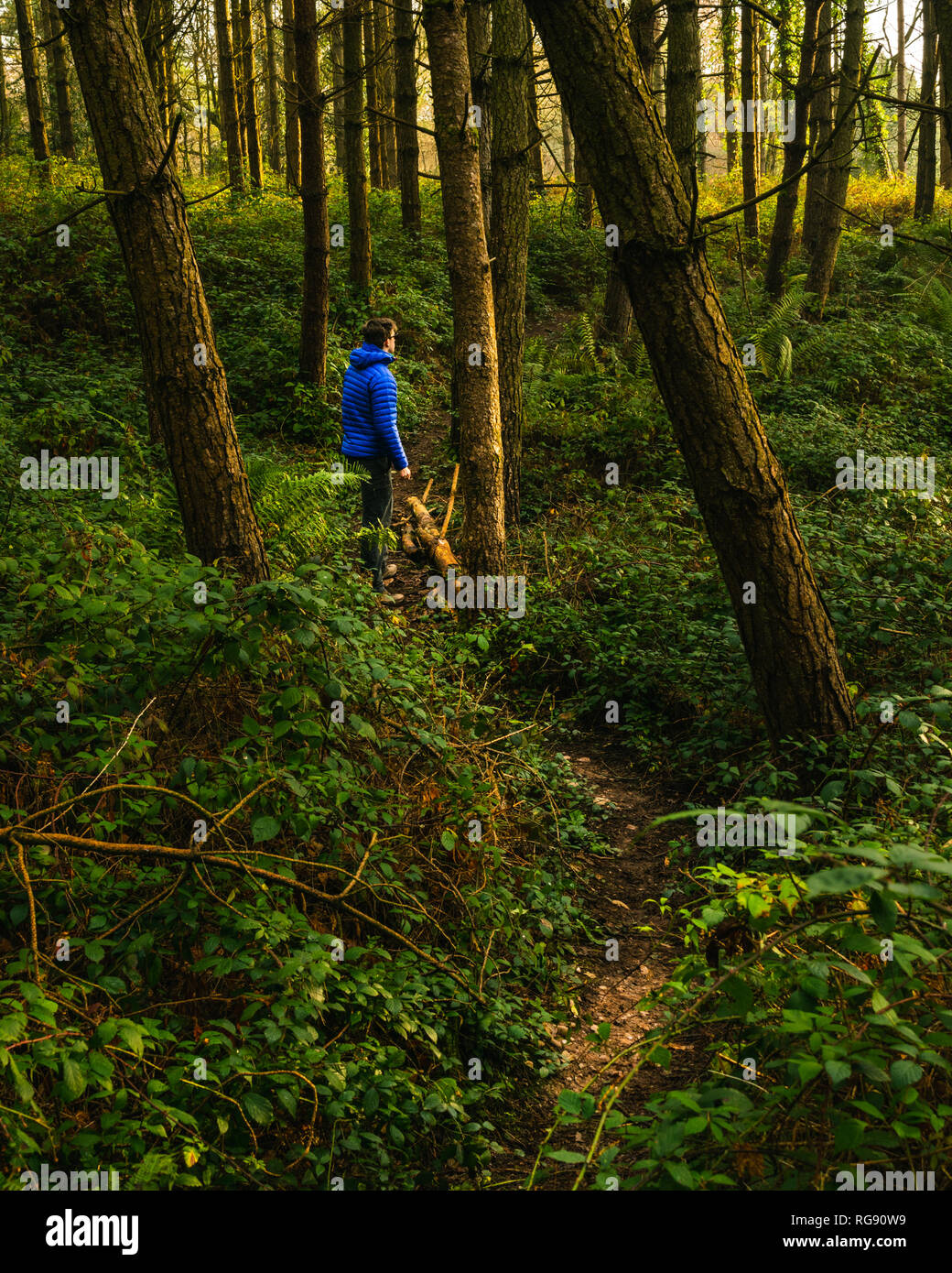 Il bosco di Uphams Plantation su Woodbury Common, East Devon, Sud Ovest dell'Inghilterra, Regno Unito. Foto Stock