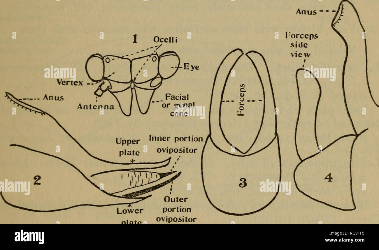 . Bollettino - situazione geologica e Storia Naturale Sondaggio del Connecticut. Geologia, zoologia e botanica; storia naturale. No. 34-] HEMIPTERA DEL CONNECTICUT: PSYLLIDAE. 243 Famiglia PSYLLIDAE (o CHERMIDAE). Da Edith Marion Patch, Ph.D. Il psyllids hanno somethinc^ la comparsa di cicale in miniatura. Sono arrivato molto vicino a afidi nelle loro abitudini alimentari che si verificano per la maggior parte su stelo o foglie di piante, talvolta esposto ma di solito protetti da fiocculent secrezione di cera o da una deformazione della parte di pianta afifected e spesso in un ben definito gall. Essi sono a volte chiamati **jumping plantl Foto Stock
