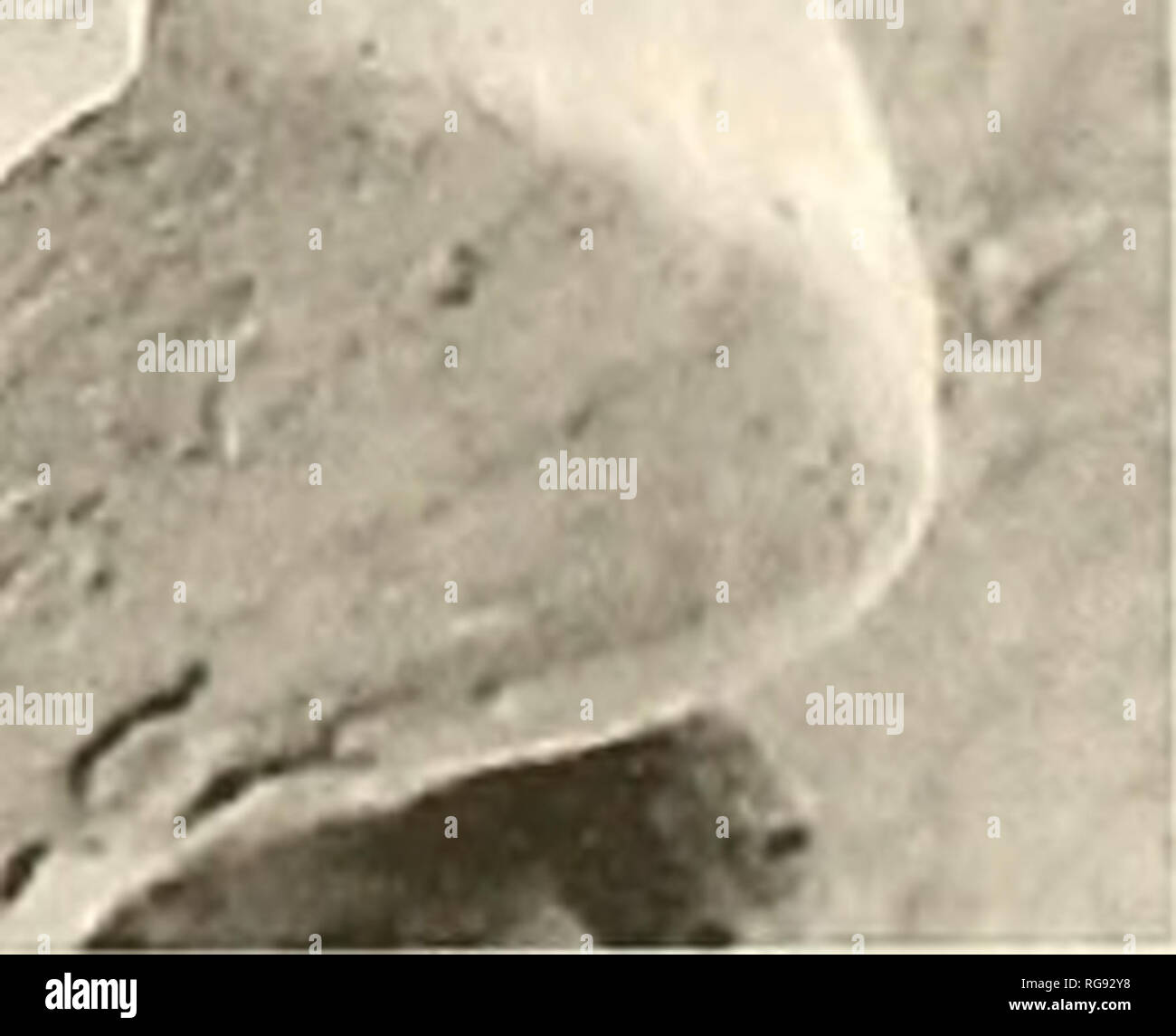 . Bollettini di American paleontologia. 4 x15. 5 x50 6 xlOO Text-figura 20.Lcpicyrhura cuslariceiisis (Olsson). La NMB H 18149. La NMB località 1S733 a(=PPP 2236): 1 km a sud-est di Punta de Tiburon, Cayo Agua. Bocas del Toro. Panama. Cayo Agua formazione. Altezza 11,1 mm. Larghezza 5,0 mm. 1, vista posteriore; 2, allargamento della zona apicale: 3. un ulteriore allargamento della zona apicale: 4. vista apicale: 5, ampliamento della vista apicale: 6, un ulteriore allargamento della vista apicale.. Si prega di notare che queste immagini vengono estratte dalla pagina sottoposta a scansione di immagini che possono essere state migliorate digitalmente per la leggibilità - Colorazione e aspetto Foto Stock