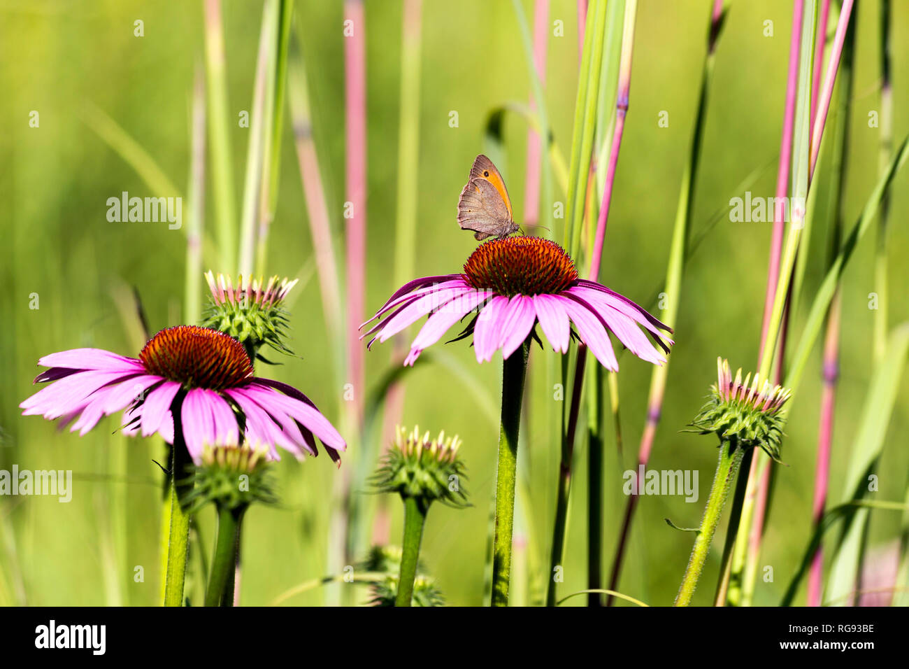 Giardino Botanico, Butterfly su purple coneflower Foto Stock