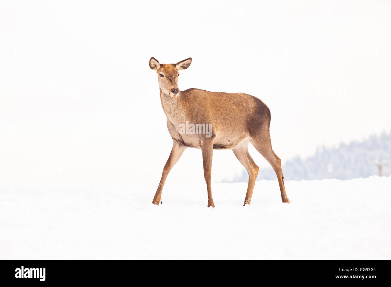 Capriolo in inverno la neve Foto Stock