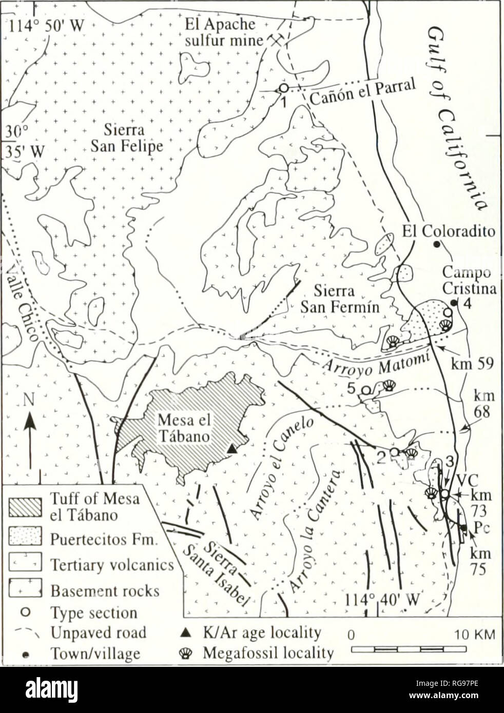 . Bollettini di American paleontologia. 70 Bollettino 371 ampia e significativa la tor histiny tit"il nord del Golfo di California. Sequenza 3 consiste di Ian alluvionali depositi e fanglomerates. Il tufo di San Felipe. Miocene medio.-chiamato ••Tnir," da Bryant ( 1986). Il tufo di San Felipe è stato nominato e descritto da Stock et ul. ( 1999) per una vasta diffusione, rhyolitic tufo che è ben esposta vicino Caiion el Parral tra la Sieira de Santa Rosa e la SieiTa San Fermin (Testo-hg. 43). Essa è caratterizzata da aree densamente saldato litici lapilli e uno spessore di ISO ni vicino alla sua presunta ar di sfiato Foto Stock