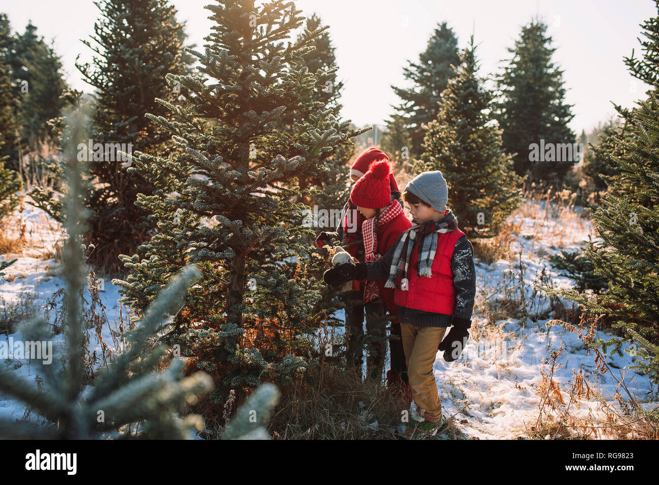 Tre bambini la scelta di un albero di Natale su di un albero di Natale agriturismo, Stati Uniti Foto Stock