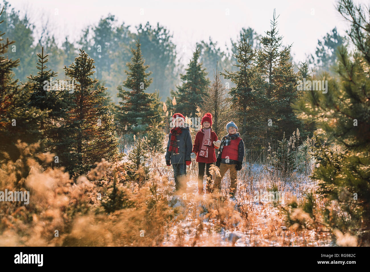 Tre bambini la scelta di un albero di Natale su di un albero di Natale agriturismo, Stati Uniti Foto Stock