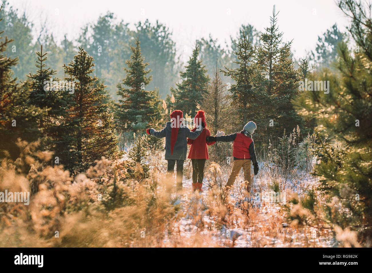 Tre bambini la scelta di un albero di Natale su di un albero di Natale agriturismo, Stati Uniti Foto Stock
