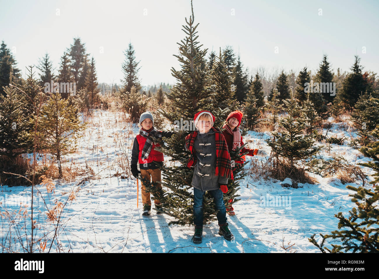 Tre bambini la scelta di un albero di Natale su di un albero di Natale agriturismo, Stati Uniti Foto Stock